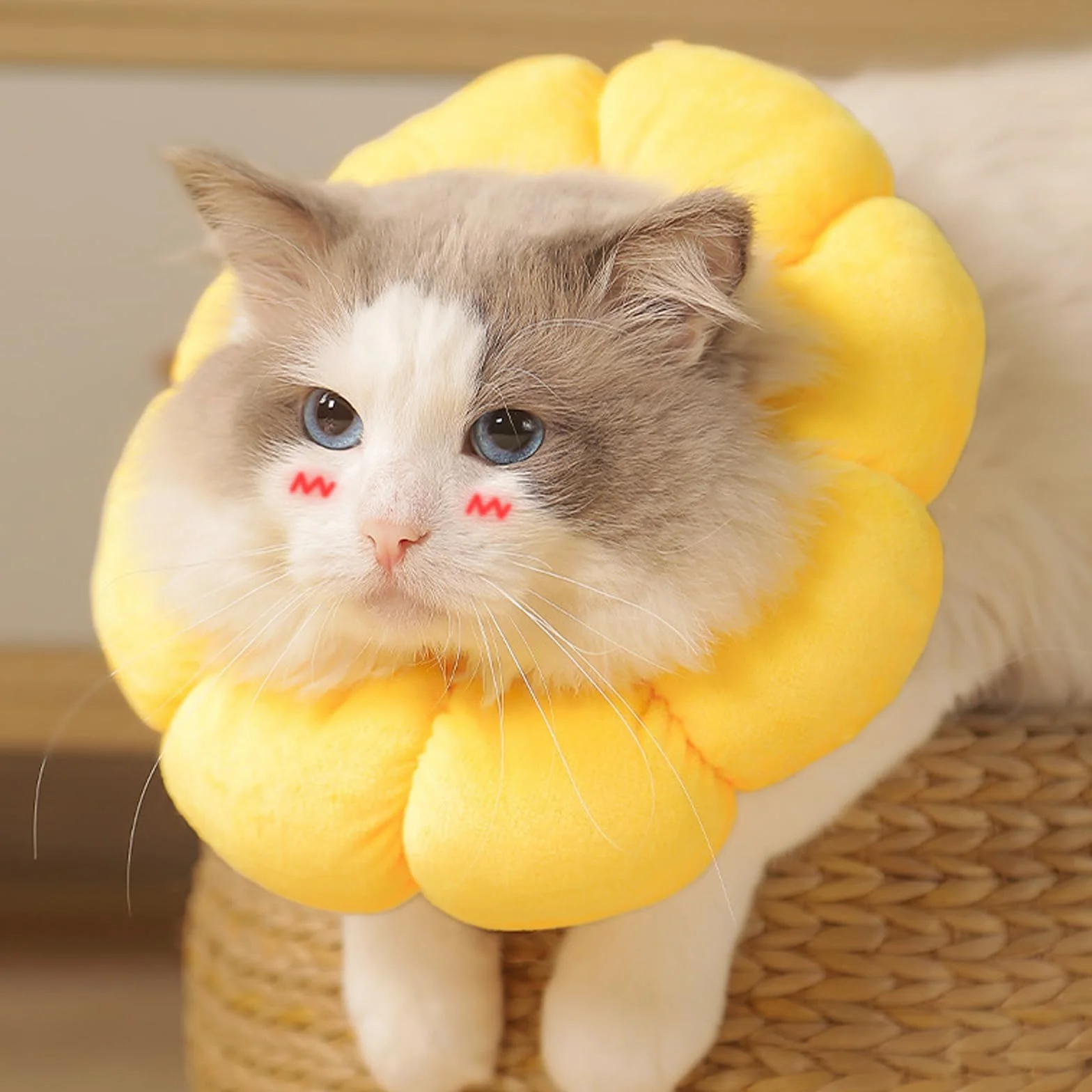 Collerette Réglable pour Chat et Petit Chien Après Opération, Taille L
