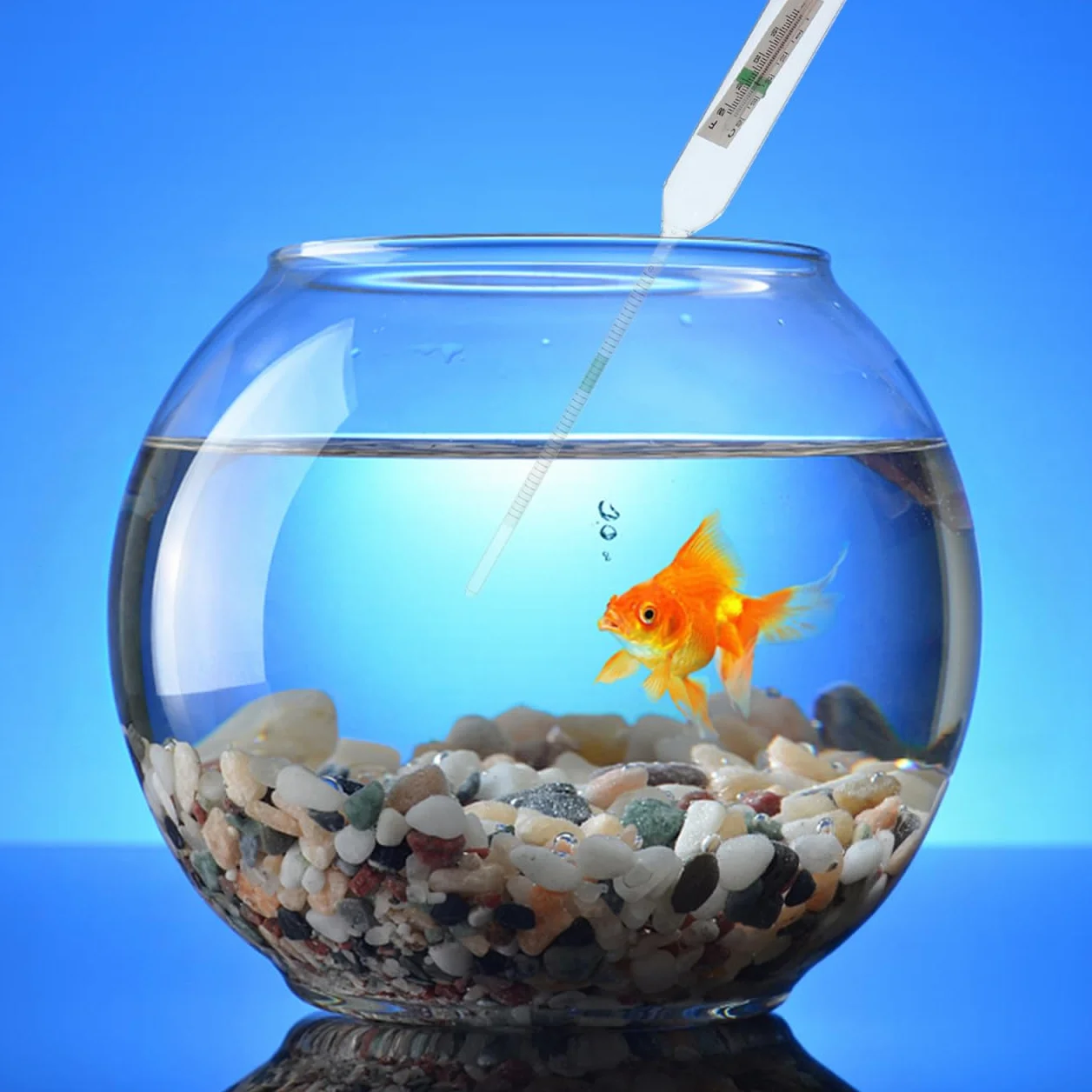 Cabilock Hydromètre de salinité pour aquarium d'eau de mer, densitomètre précis salinomètre durable