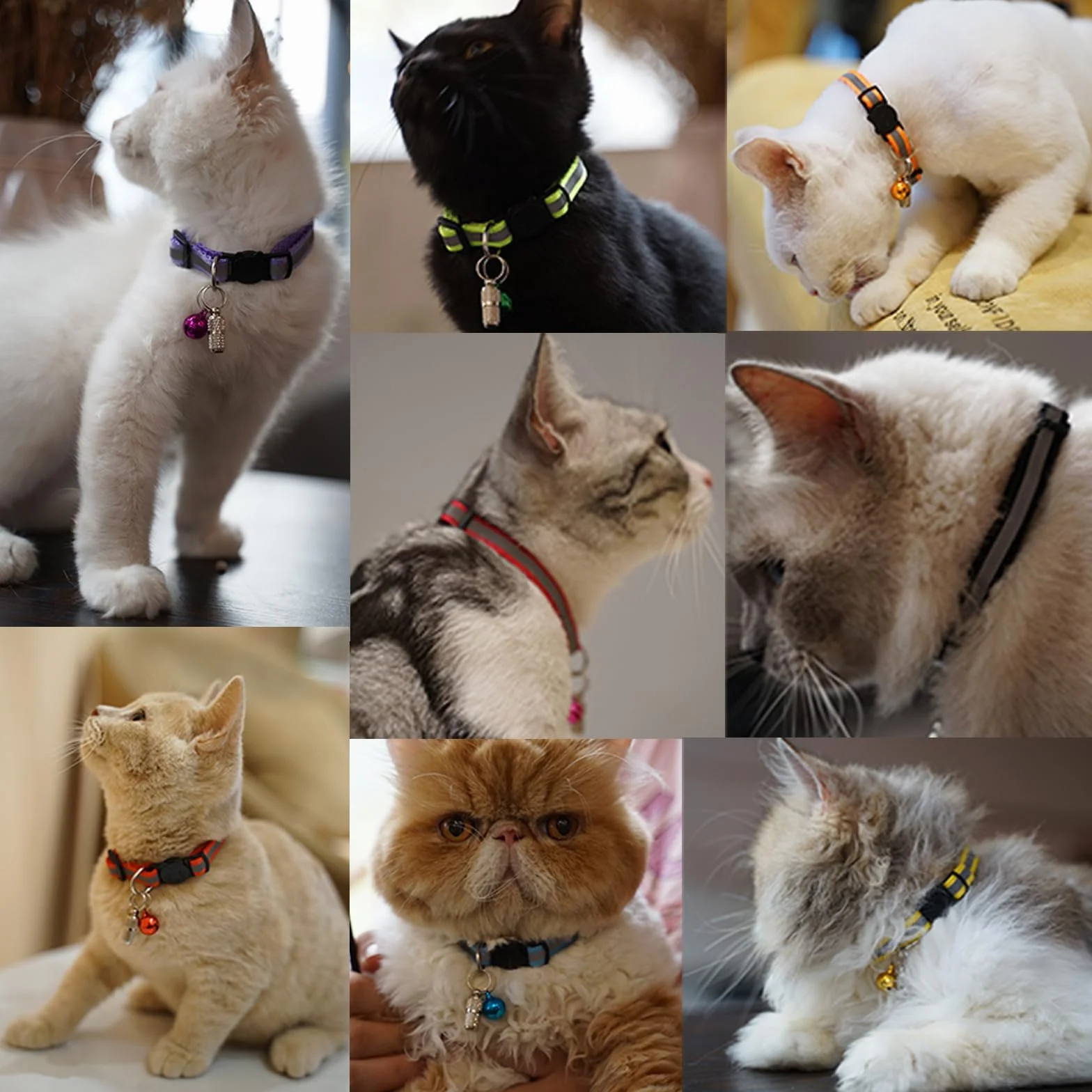 Collier Chat Réfléchissant Anti-étranglement avec Cloche, Réglable, 12 Couleurs, 2 Étiquettes Anti-Perte