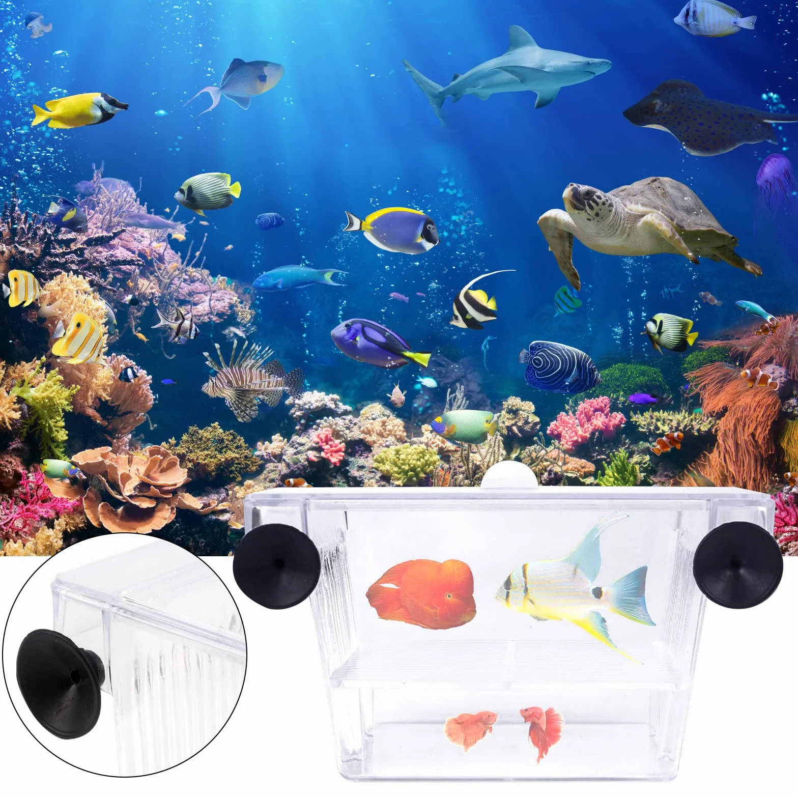 Pondoir Aquarium Plastique Bassin d'élevage Boîte d'Incubateur avec Ventouse