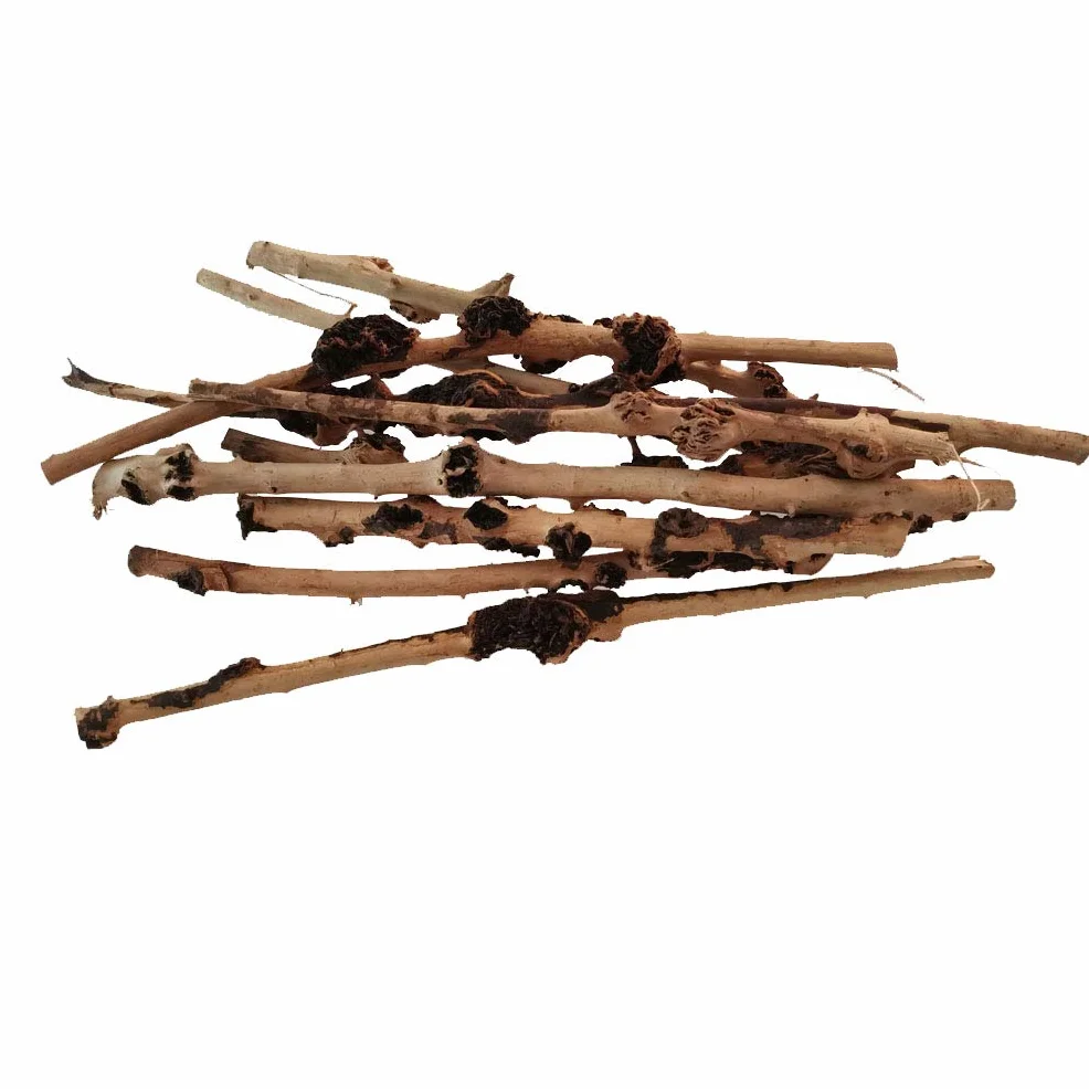 Lot de 10 branches de forêt naturelle pour terrarium aquarium Décoration 0,2-1 cm 20,3-33 cm