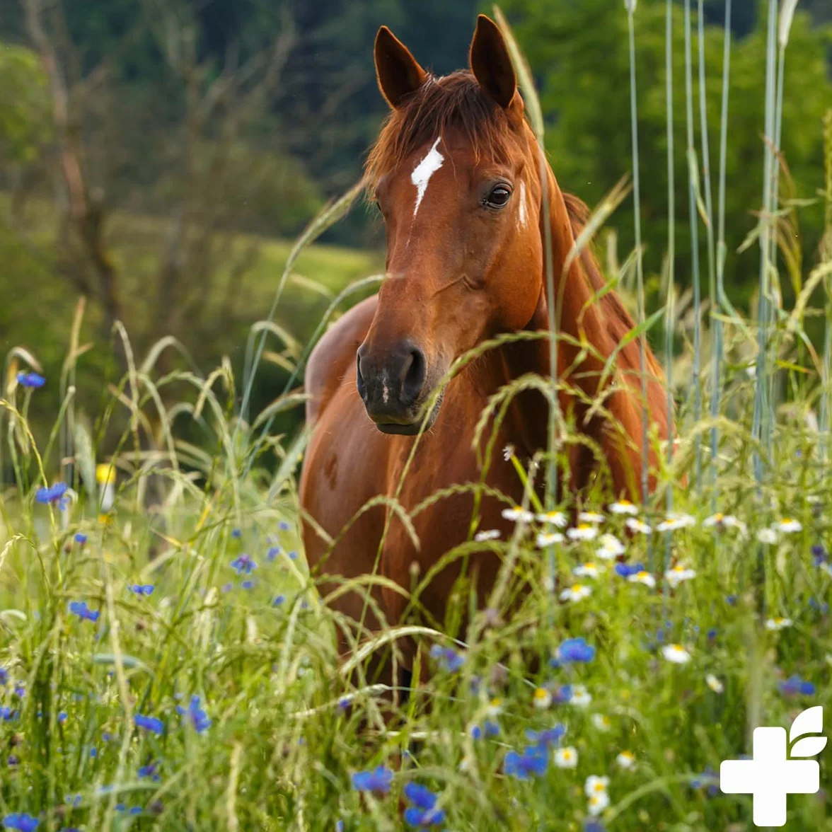 Poivre de Moine ReaVET pour Chevaux 1kg - Graines Entières Pur Naturel, Aliment pour Chevaux sans Additifs