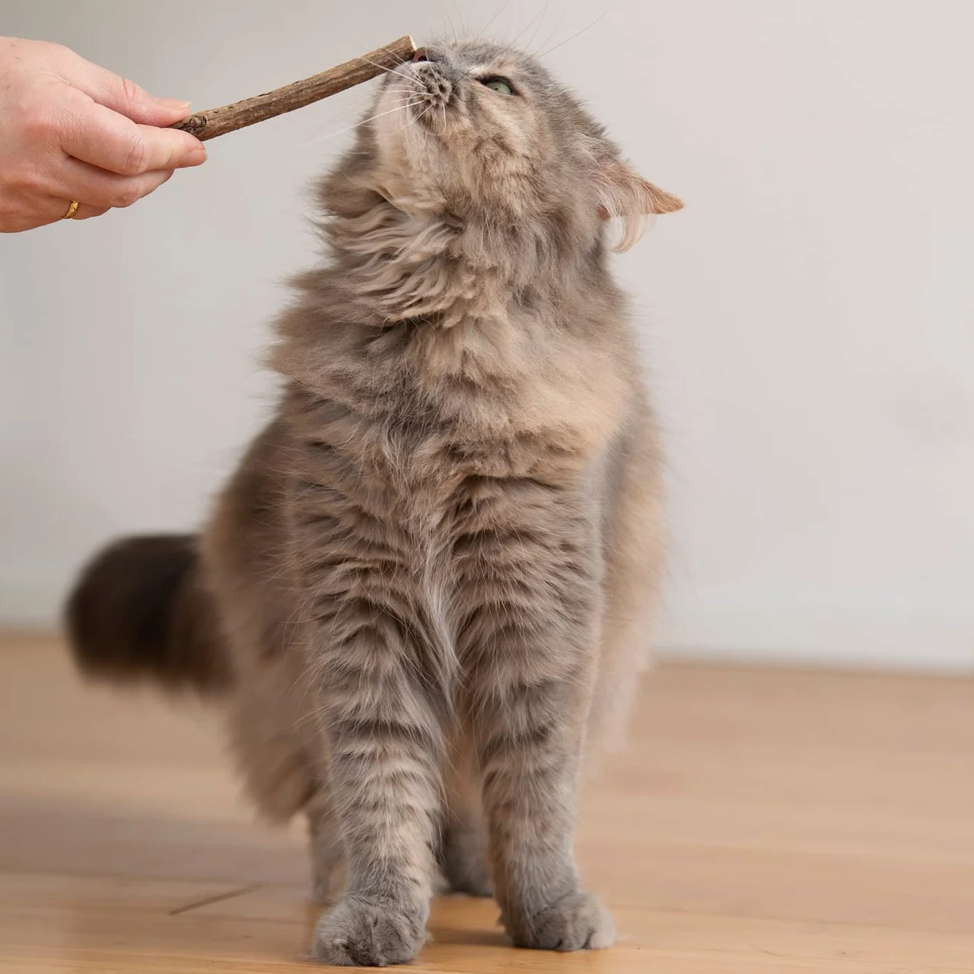 8 bâtonnets pour Chat I Soins dentaires pour Chat & Jouets à mâcher pour Chat I Produit Naturel à Base de matatabi bâtonnets pour Chat Herbe à Chat valériane bâtonnets pour Chat