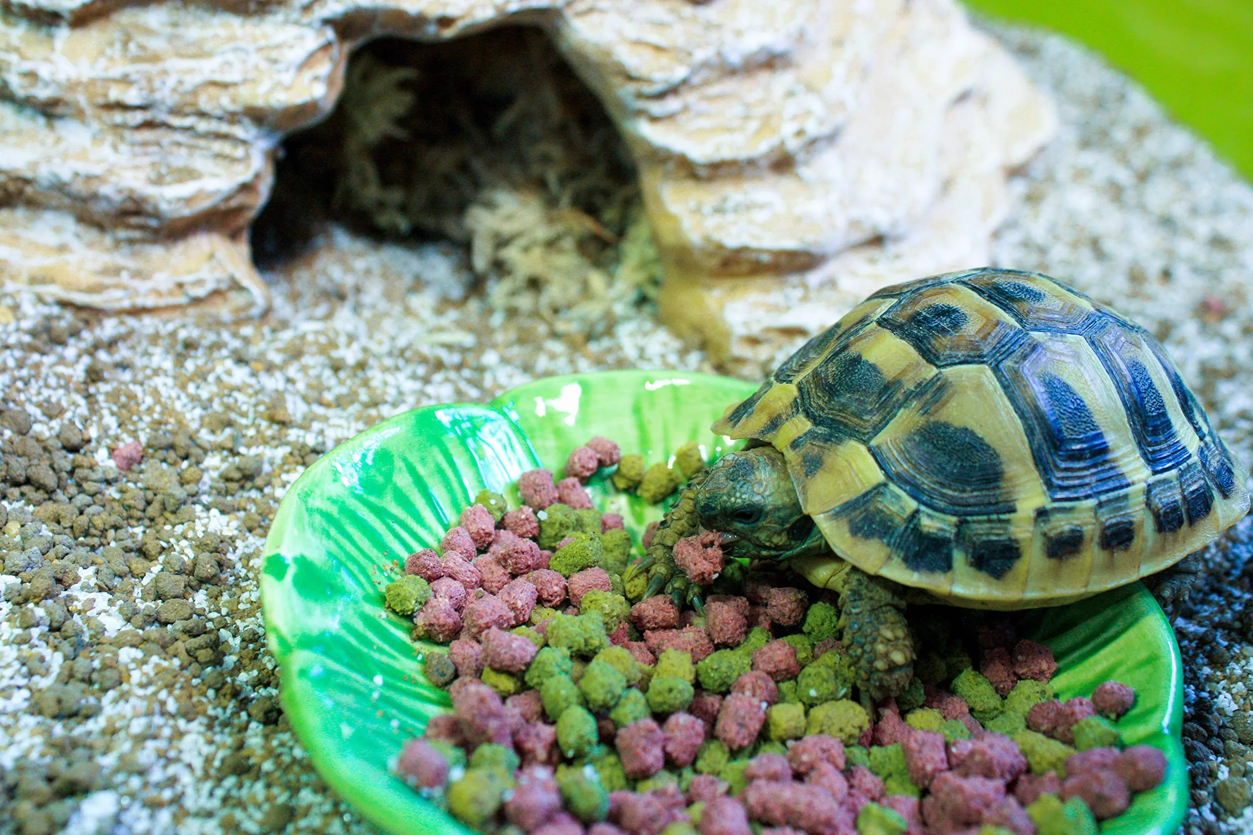 Komodo Diet Fruit & Flower Nourriture pour Tortue 2 kg