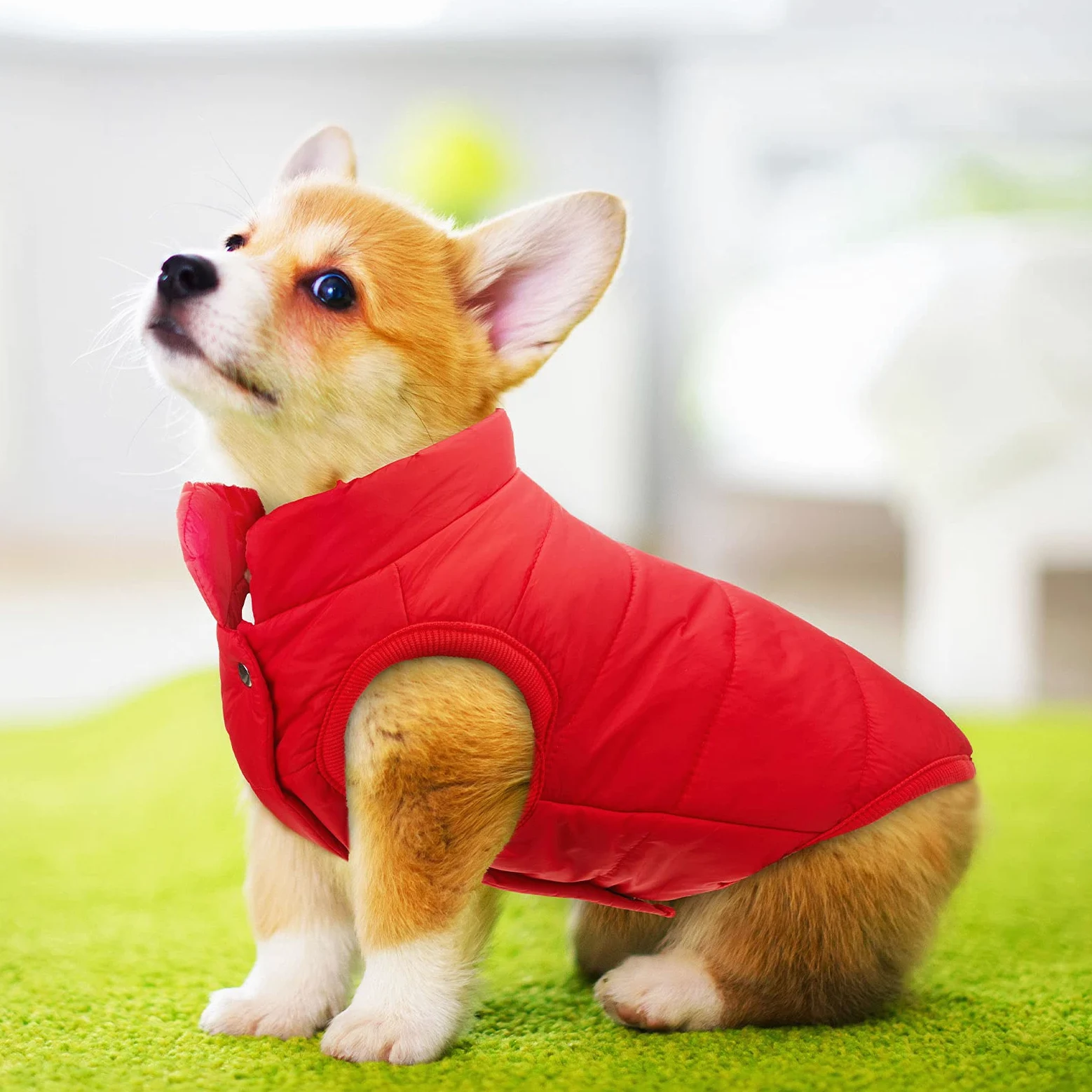 2 Vestes de Chien d'hiver Veste de Chien Chaude Doublée en Polaire de 2 Couches Manteau Doux Coupe-Vent par Temps Froid
