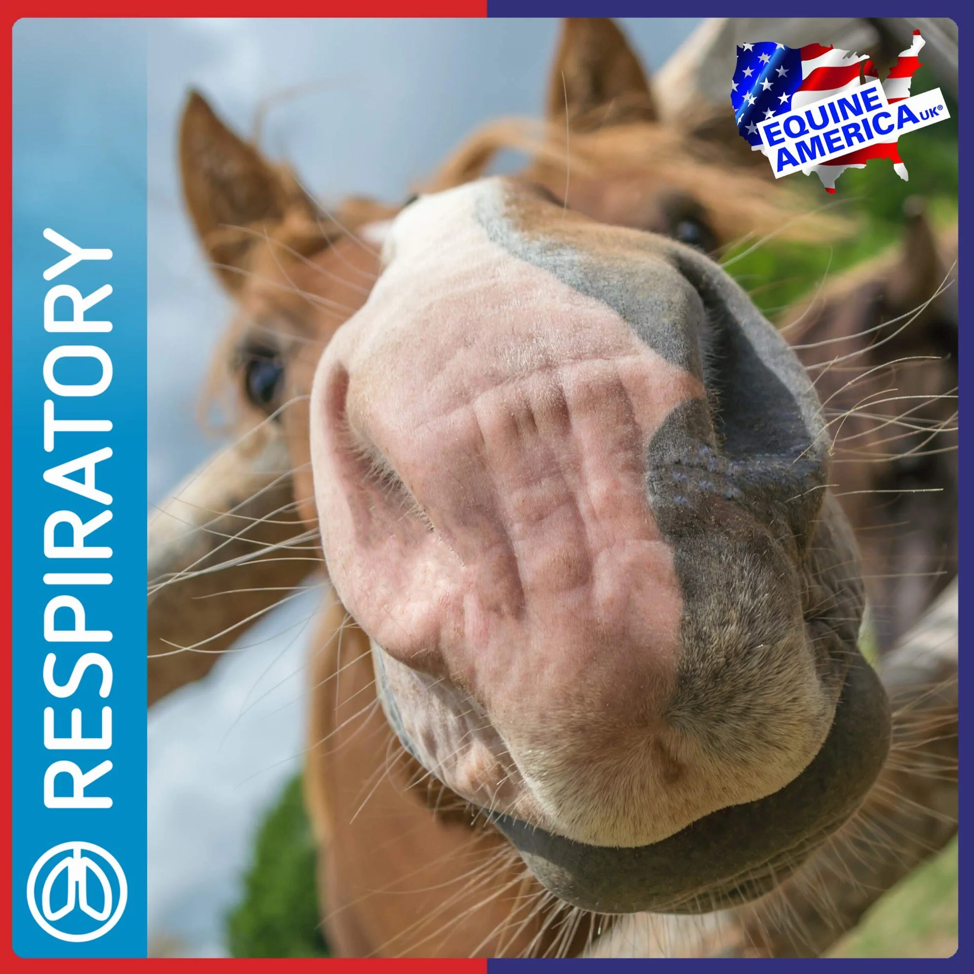 Equine America Complément Alimentaire pour Cheval Solution Airways 500 ML