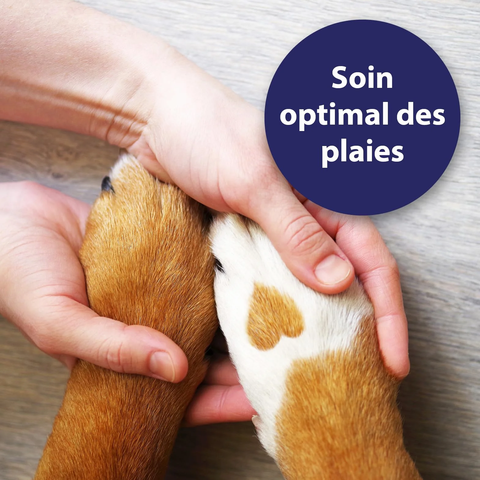 Canosept Spray Antiseptique Pour Chiens 75 ml - Spray Antibactérien pour Plaies