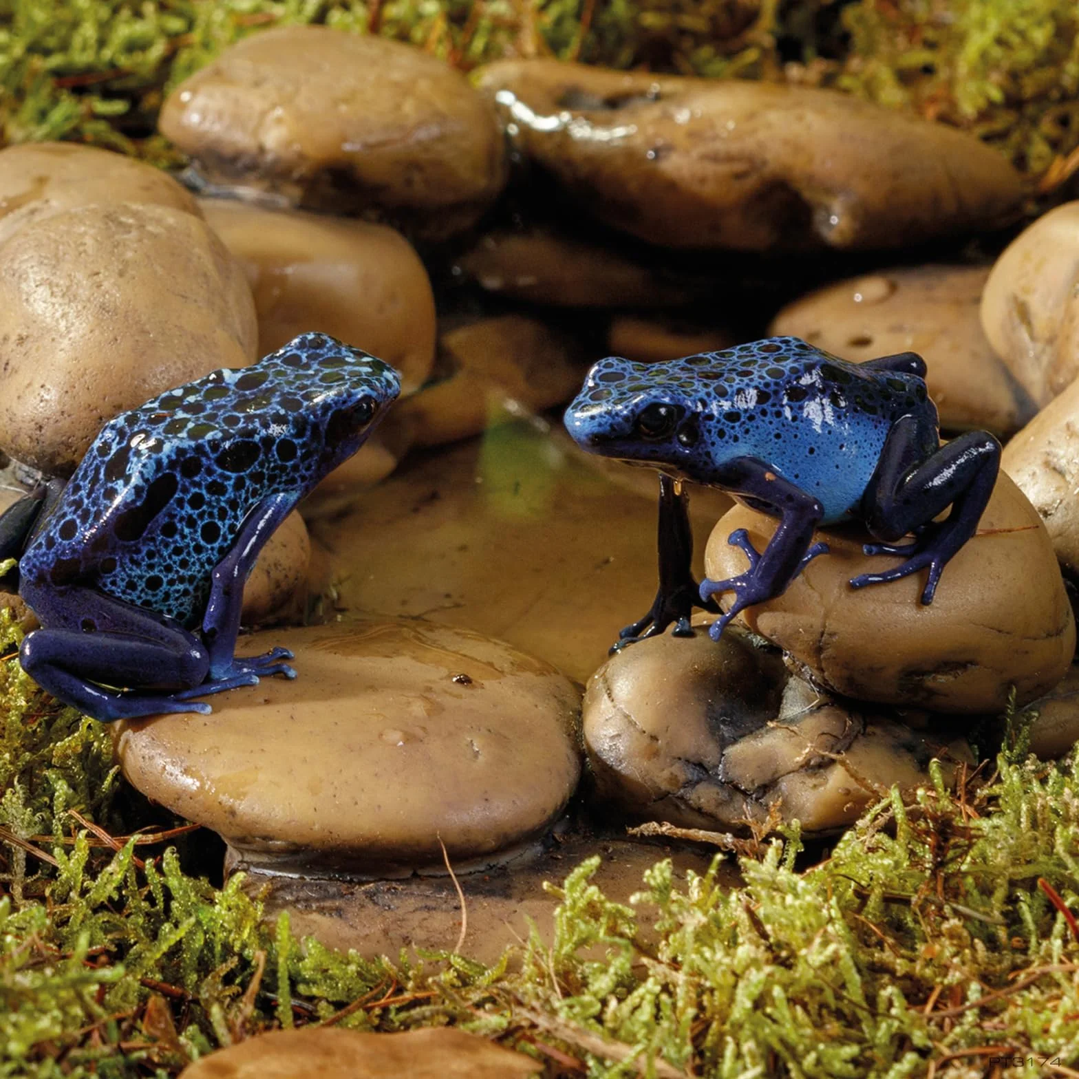 Exo Terra Frog Pond Gamelle à Eau en Forme de Galets
