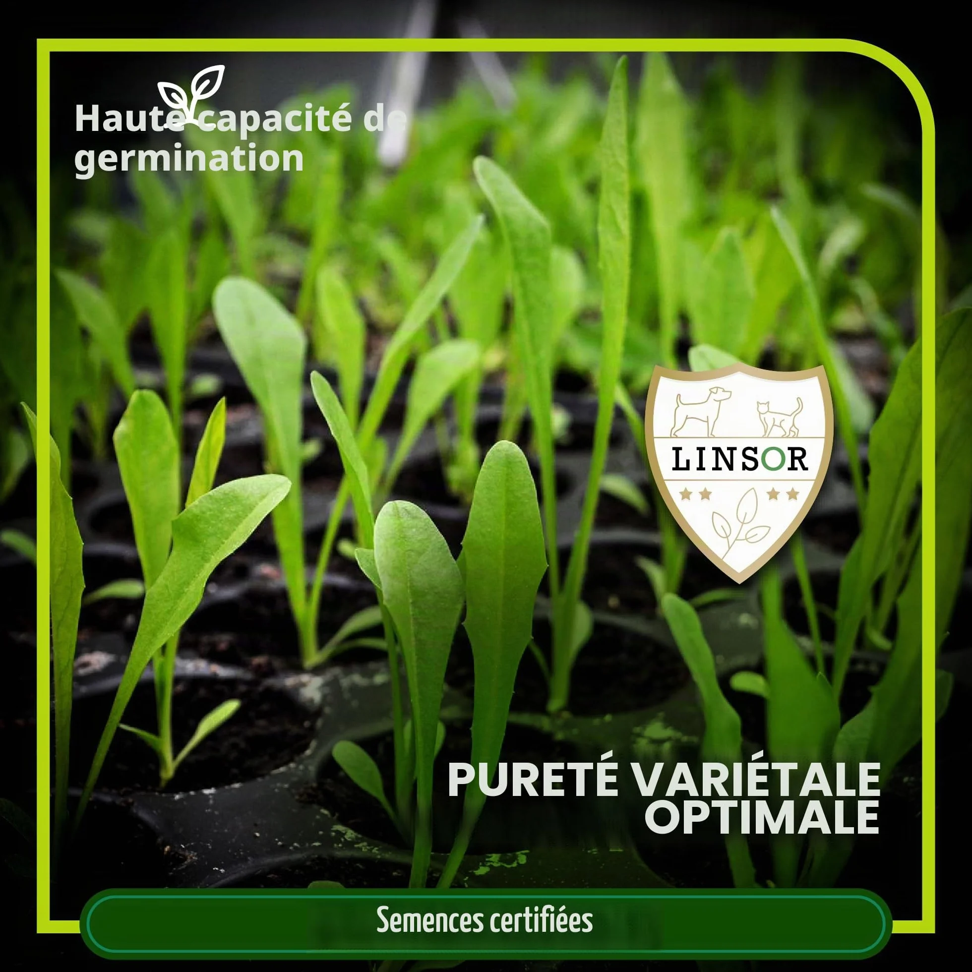 Mélange herbe pour tortues 50 g 17-50 m² Herbes sauvages