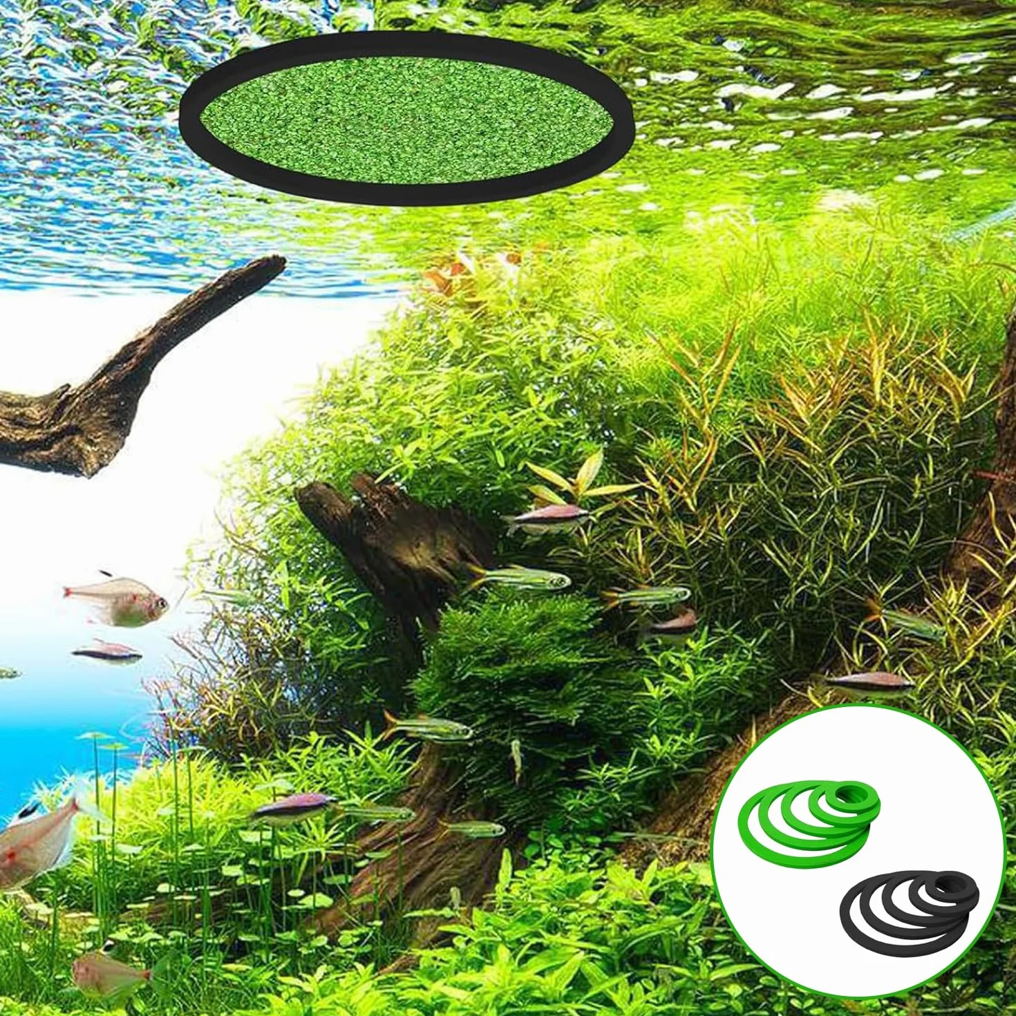 Lot de 10 Anneau Plante Flottante, Anneaux De Plantes pour Aquarium, Corral De Plantes Flottante, Anneau d'alimentation Aquarium, Rond Anneau d'alimentation pour Poisson (5 Tailles-Noir & Vert)