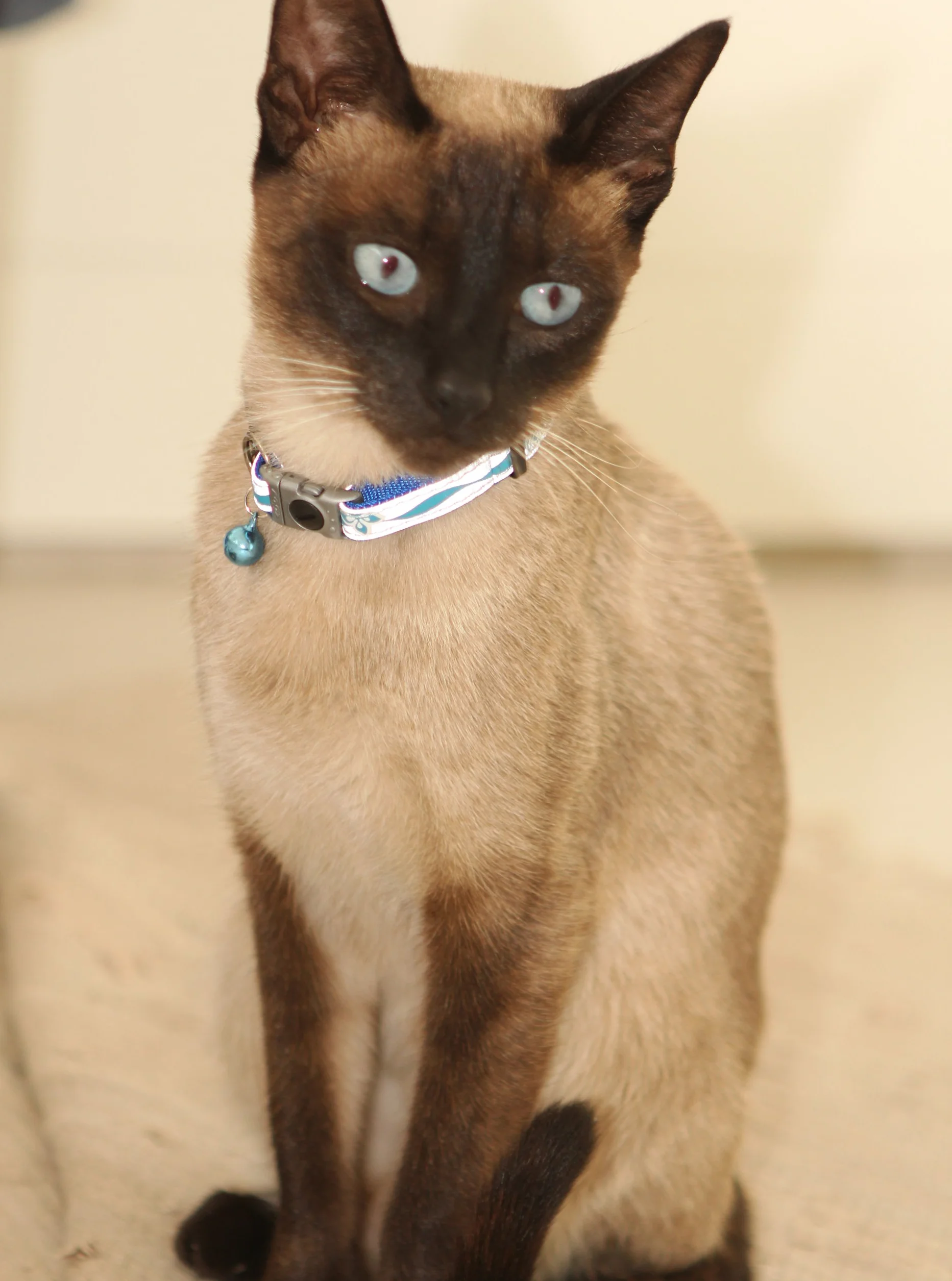 Rogz CATZ Nightcat Collier Motif Pattes Noir