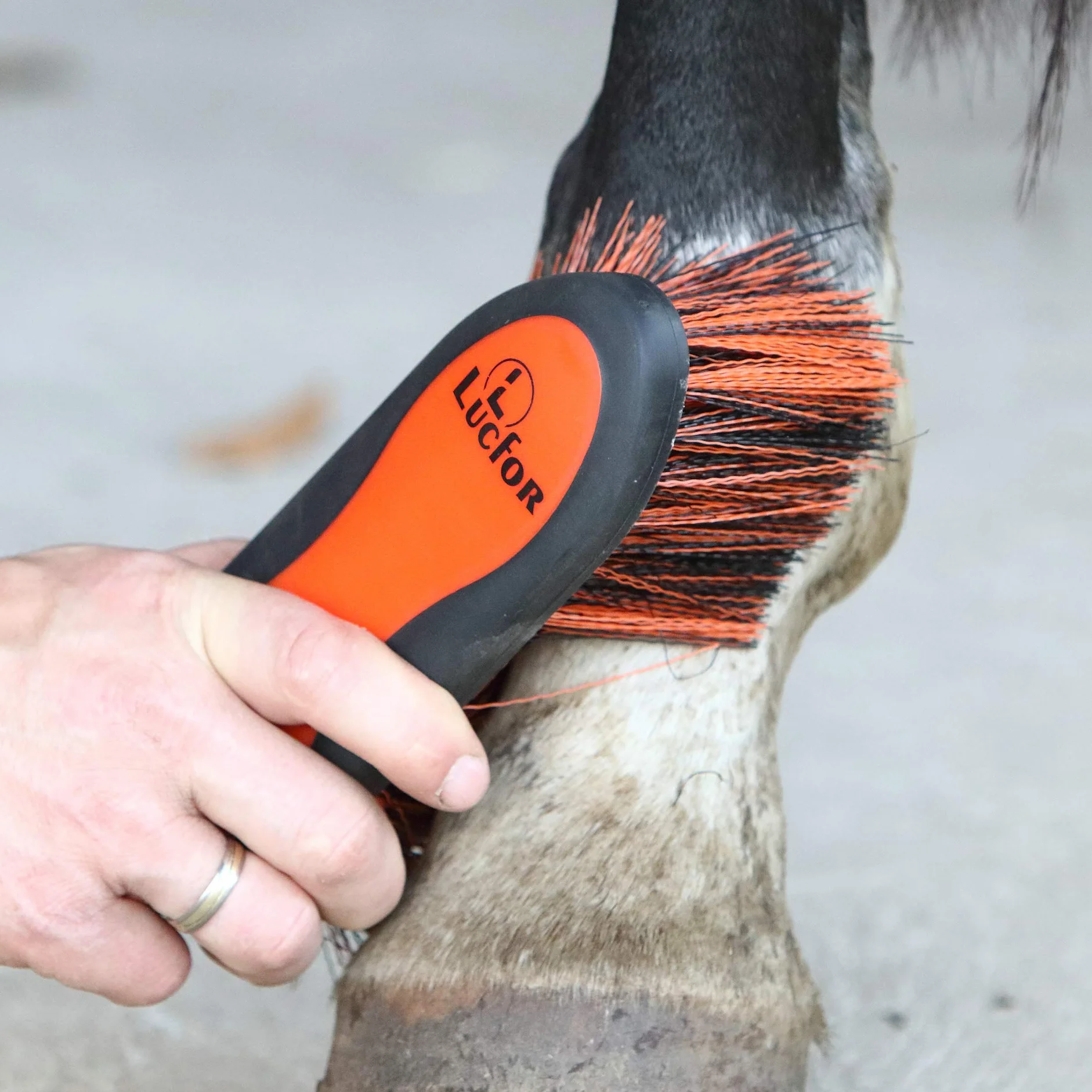 Brosse à racines douce pour chevaux à poils longs
