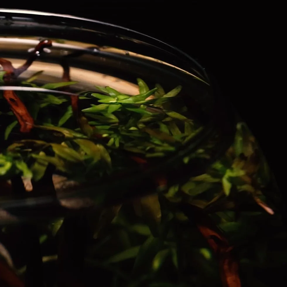 Amtra Crystal Globe Fishbowl en Verre Transparent 30 cm Goldfish Aquarium