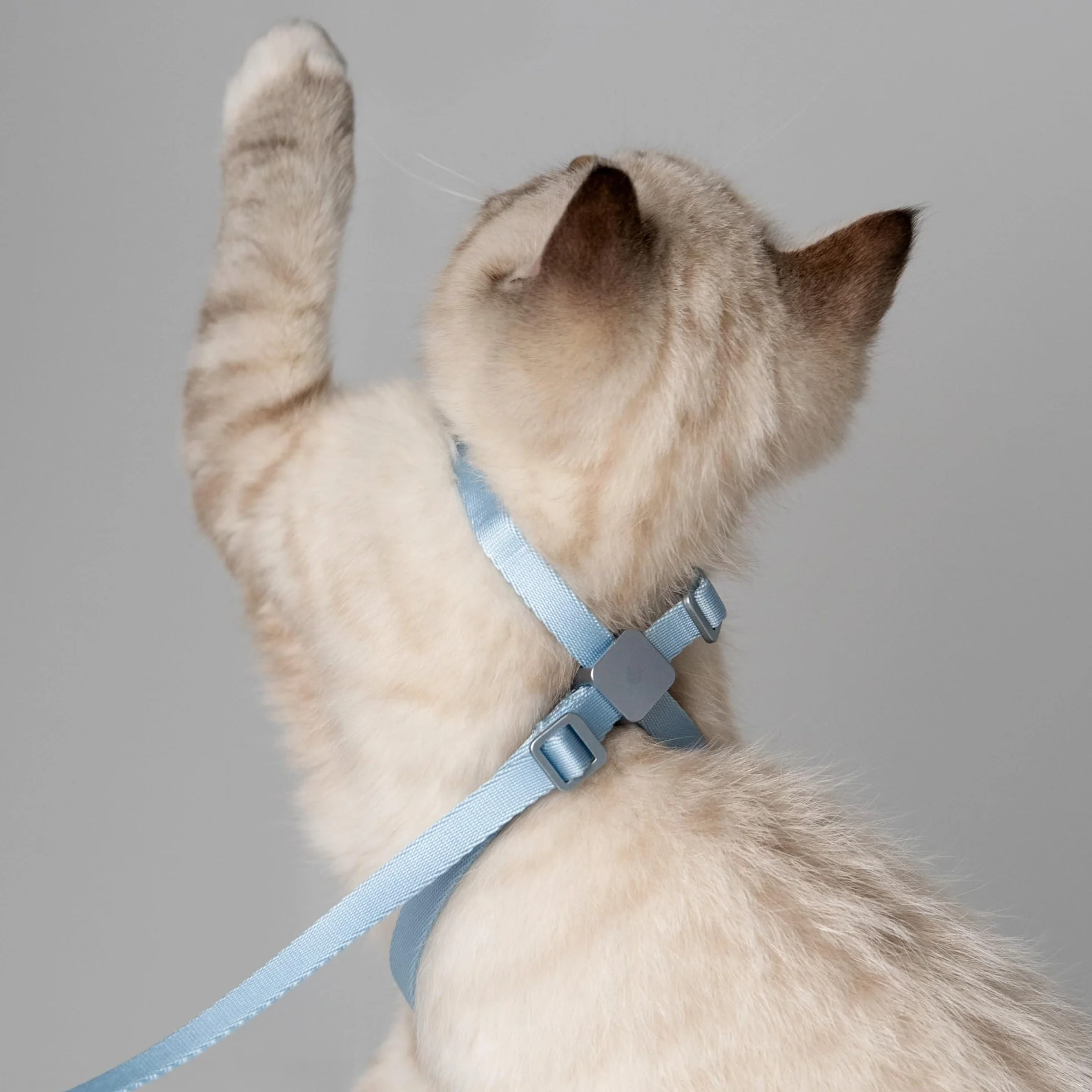 Harnais et laisse pour chat anti-fuite nylon rouge vif