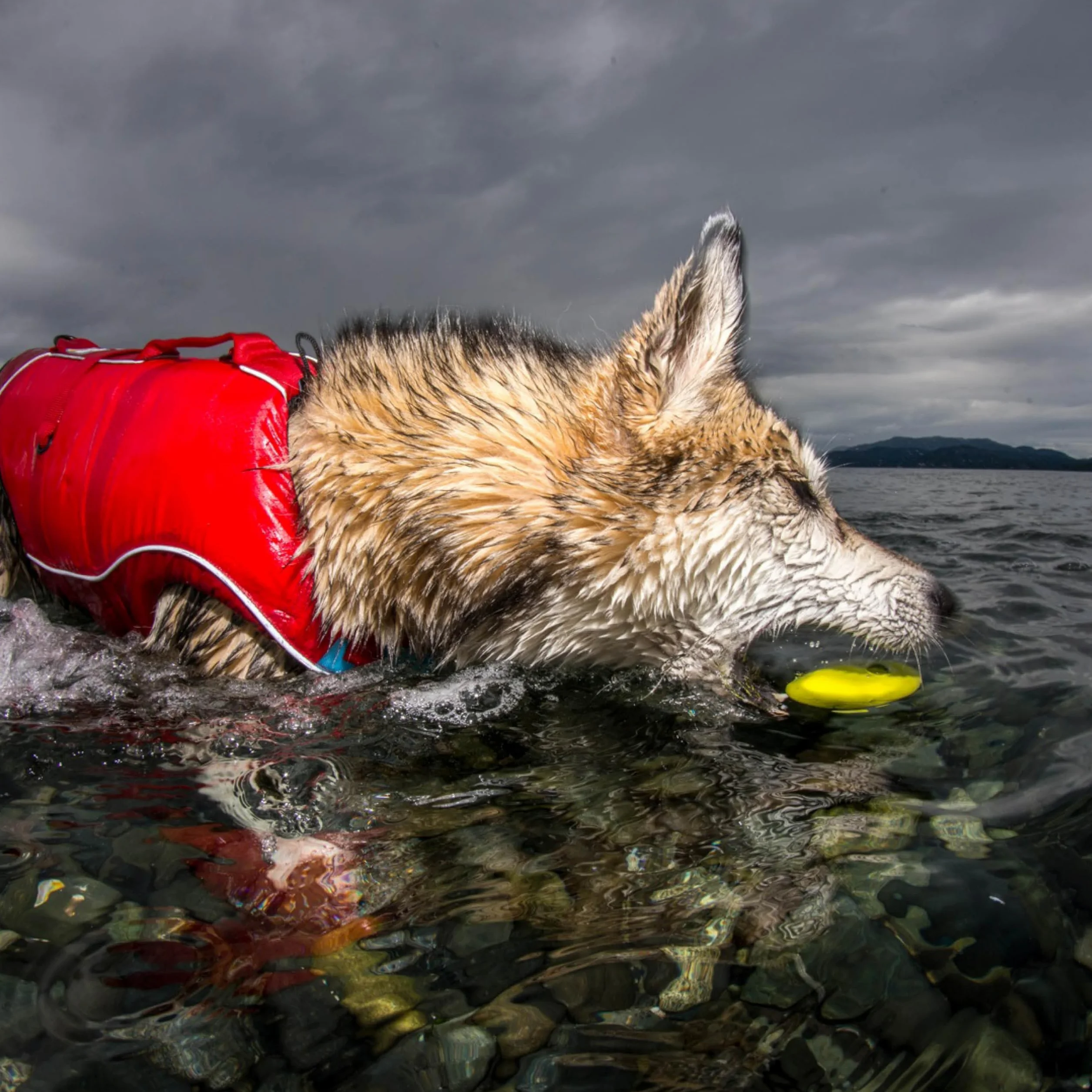 PetSafe Recharge Spray répulsif Automatique SSSCAT pour Animaux