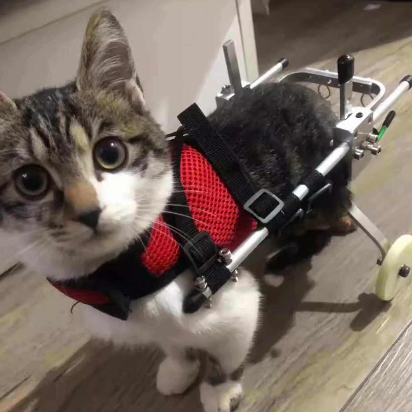 Fauteuil roulant pour chat paralysie patte arrière aluminium PET Walking Equipment Rehab trainer taille M