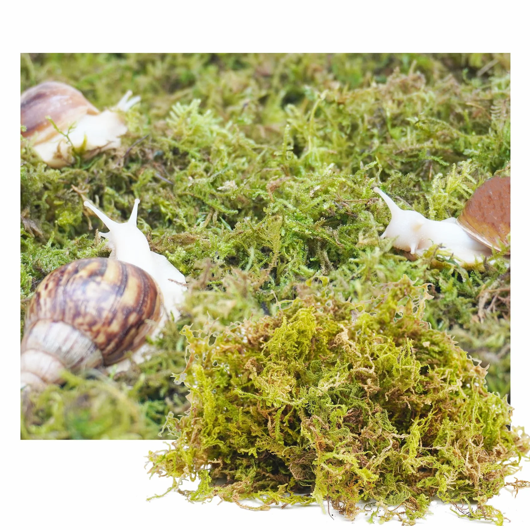 Substrat pour escargots 113,4 g maintien humidité aquarium
