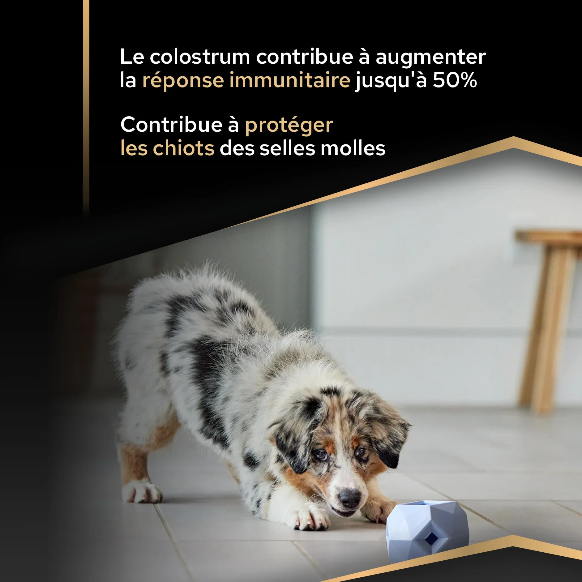 PURINA PRO PLAN Croquettes pour Chiot de moyenne taille Riche en Poulet et Colostrum Sac de 12 kg