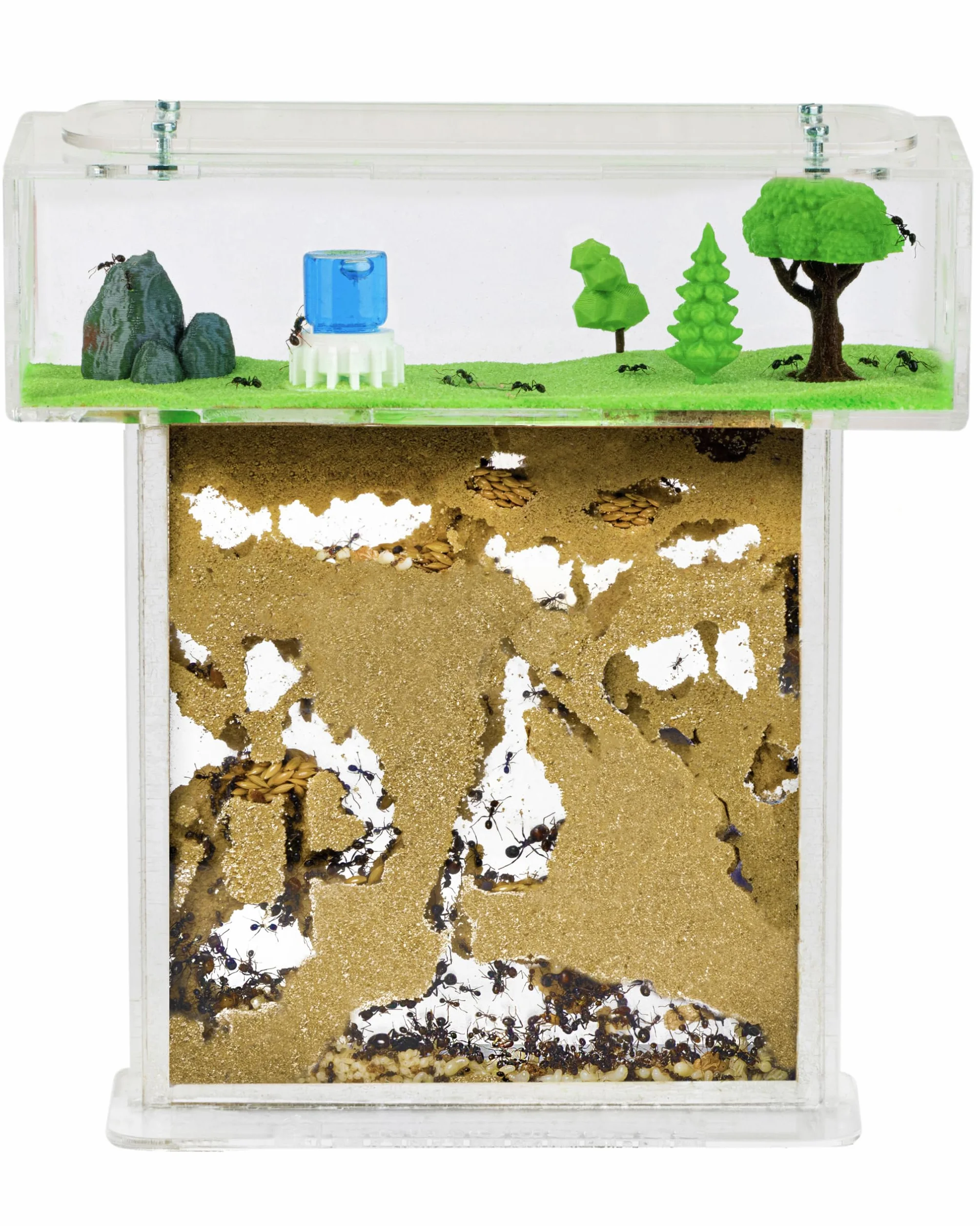 AntHouse Fourmilière Naturelle en Sable Kit Acrylique 15x15x1,5 cm Fourmis Incluses