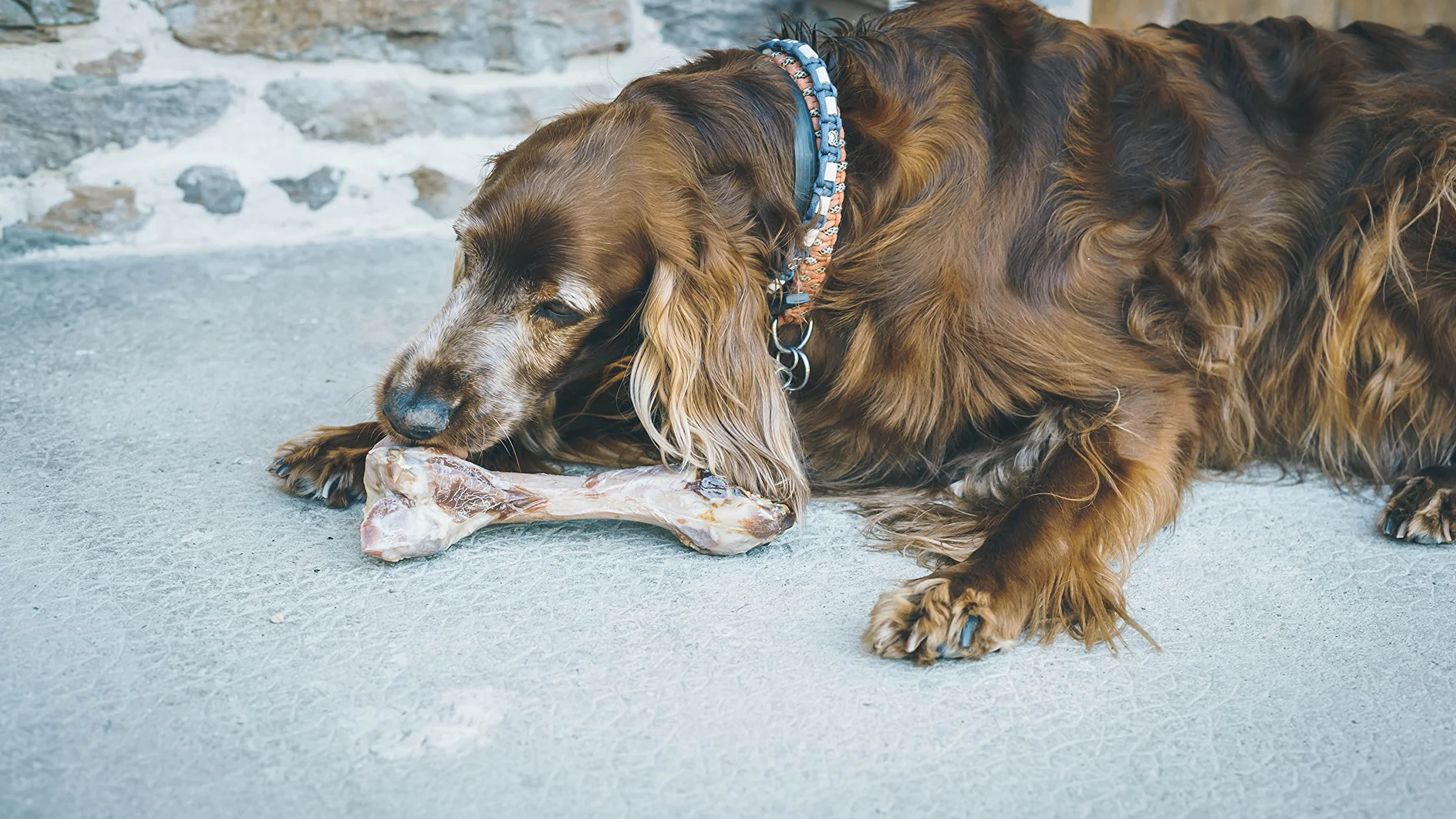 Aimé Os à Mâcher au Jambon pour Chien 100% Naturel Friandise Récompense