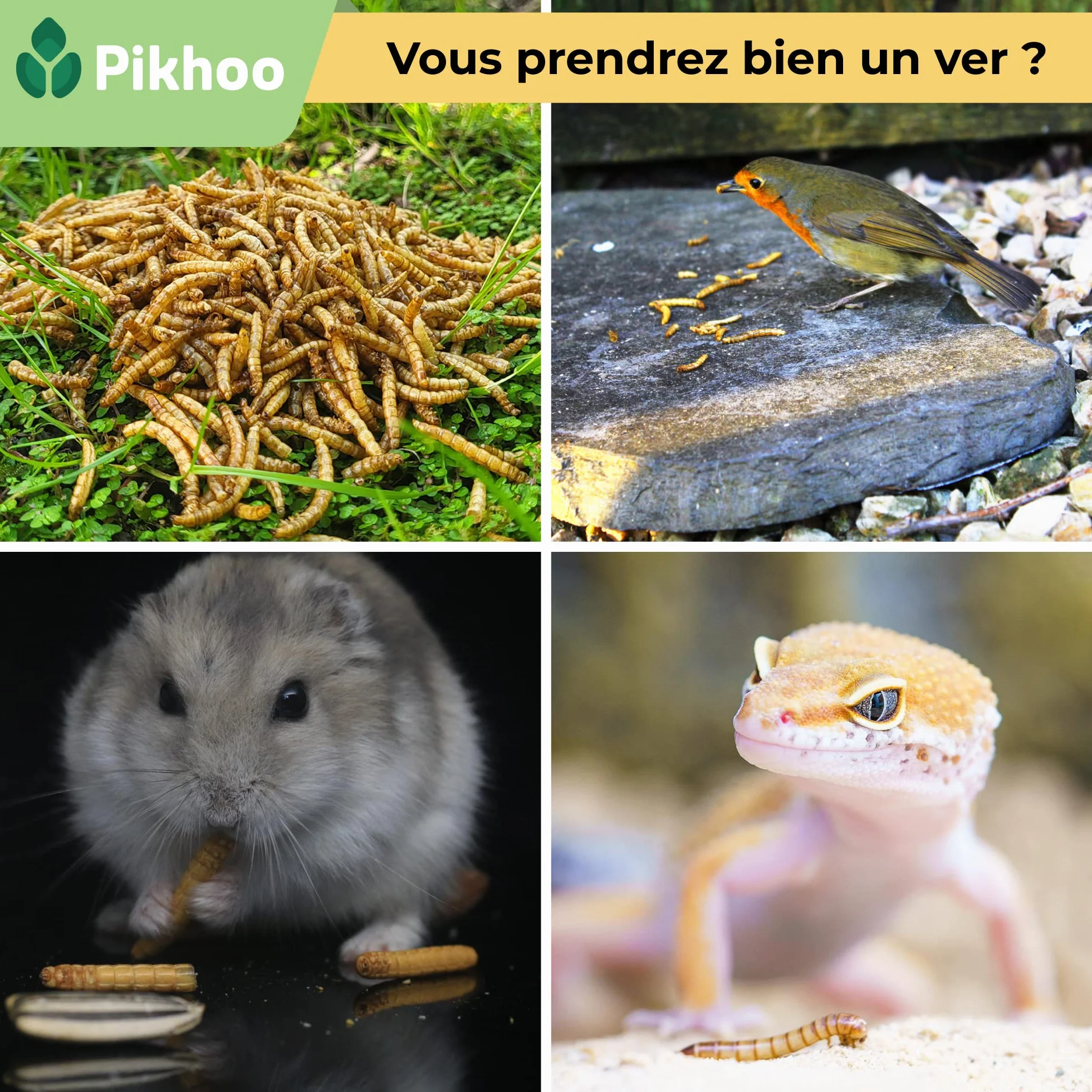 Insectes Comestibles vers de Farine Séchés 2kg Nourriture Oiseaux