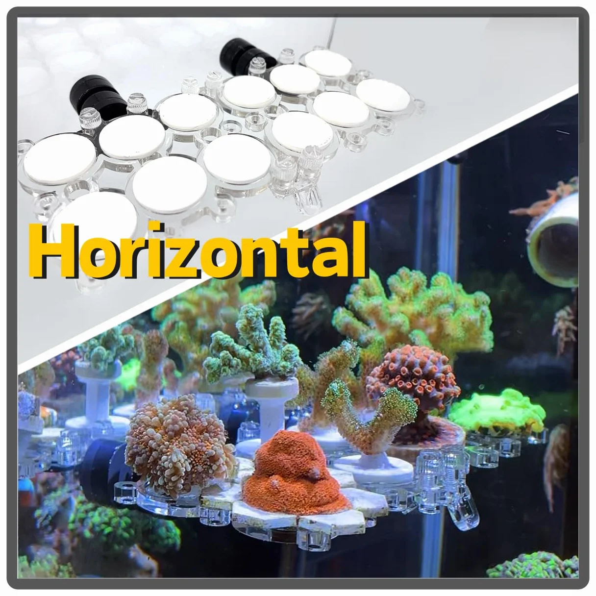 Support magnétique pour prise de corail aquarium N52 verre jusqu'à 1,5 cm