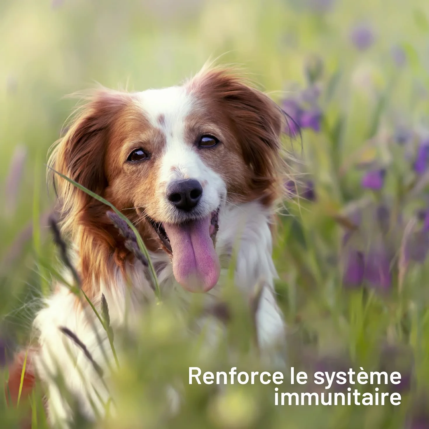 Huile de Saumon pour Chien et Chat 1 Litre NORVÈGE - Riche en Omega 3+6+9 et Vitamine E