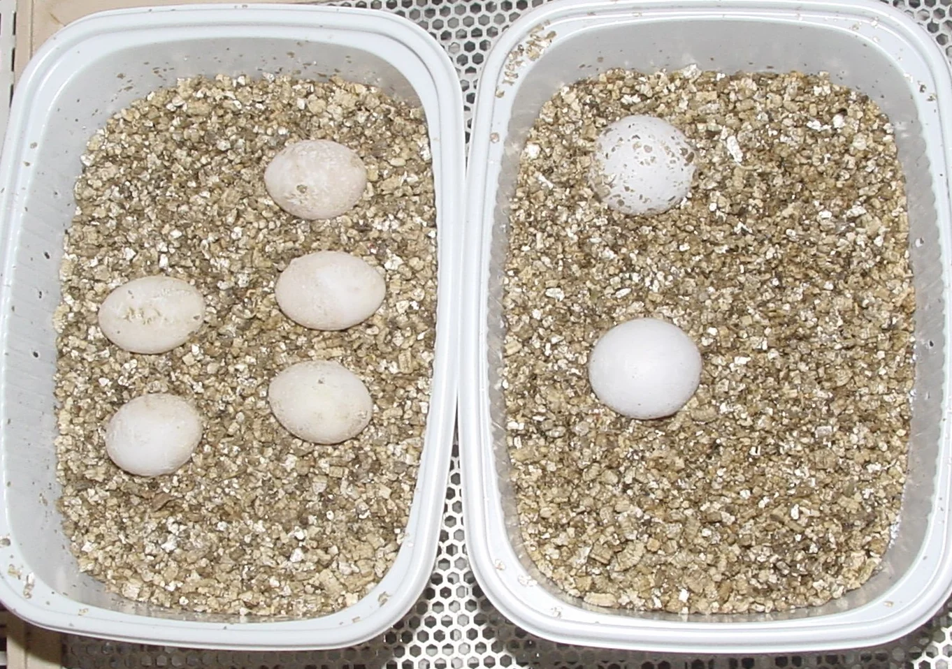 Lucky Reptile Vermiculite 5 L substrat d'incubation pour œufs de Reptiles