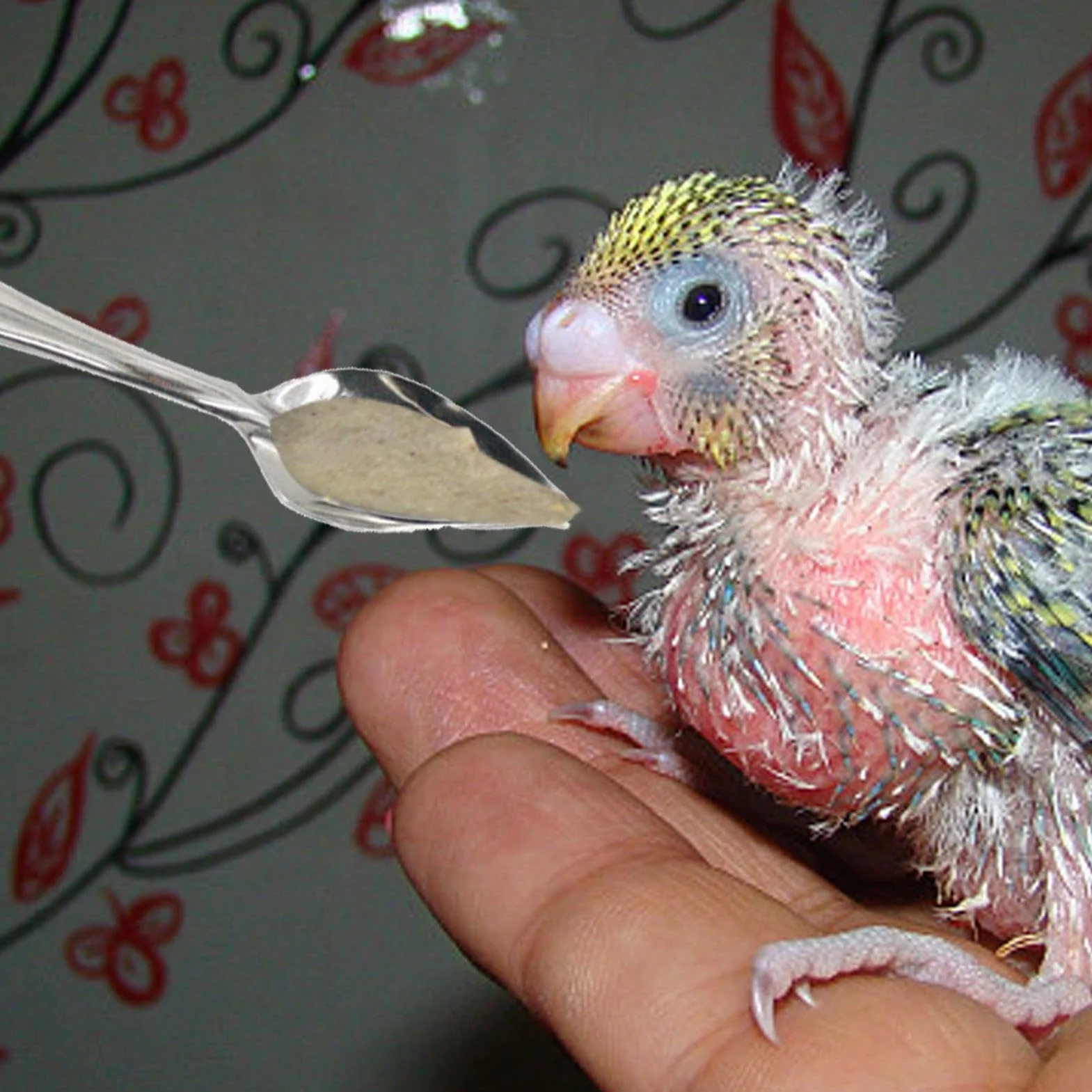 Cuillère à Nourrir pour Oiseaux en Métal 10 Pièces pour Perruches, Conures, Pivoine