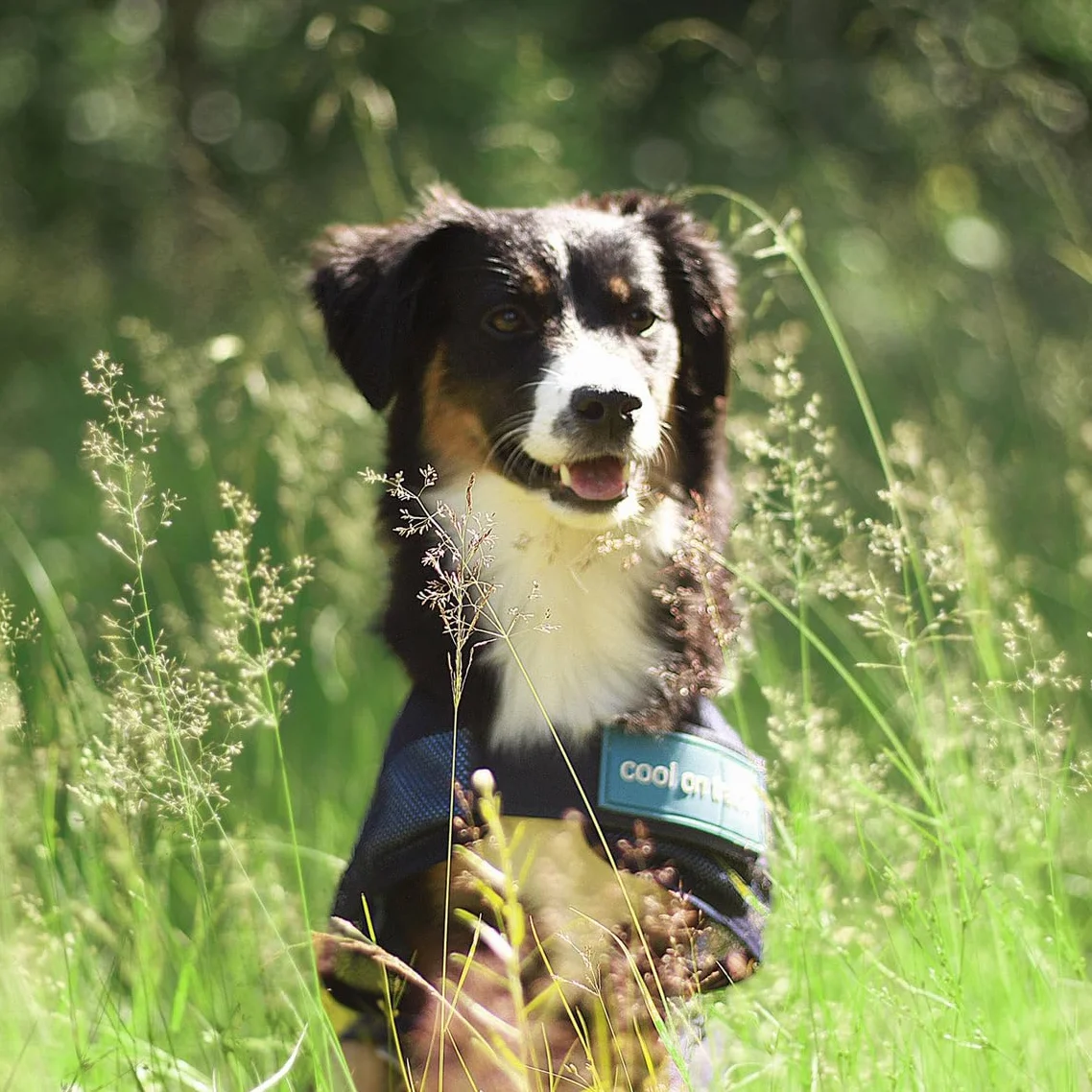 Back-on-Track Manteau Rafraîchissant Anti UV Cool on Track pour Chien Bleu 40 cm