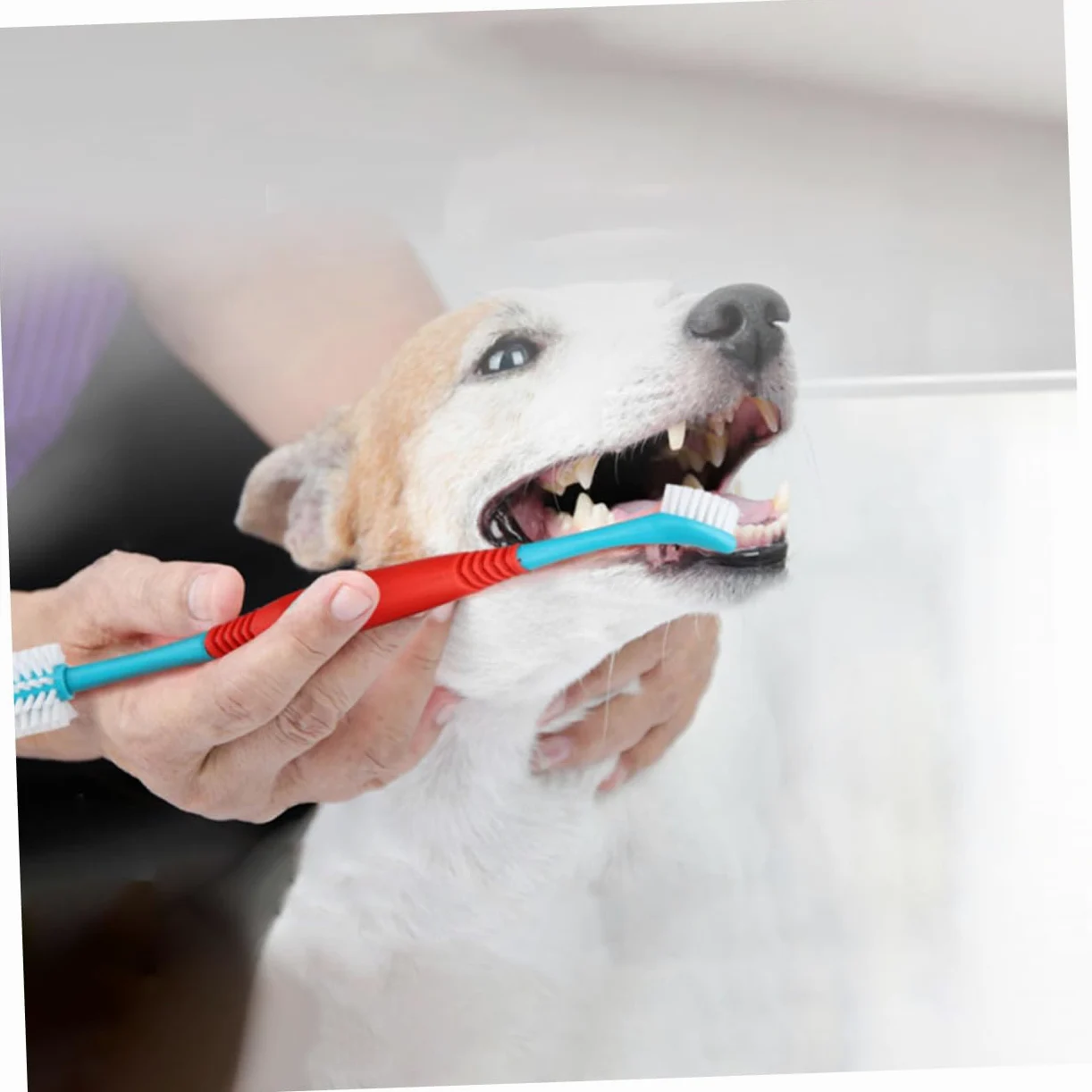 YARNOW 12pièces Brossettes à Dents Manuelles Pour Chiens Et Outils De Soins Dentaires Pour Animaux De Compagnie Nettoyage Plaque Débris Pratique Pour Petits Animaux