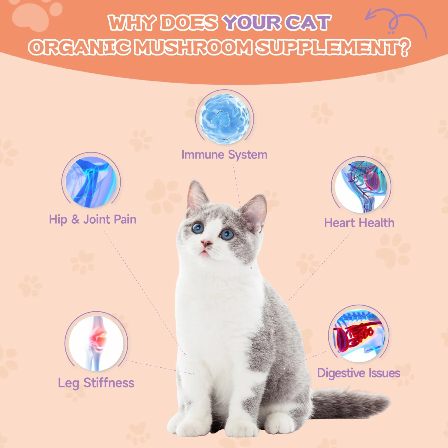 Collagène pour Chats - Gouttes Articulaires Peau Pelage Digestion Immunité MSM Acide Hyaluronique Taurine Saveur Poulet Rôti