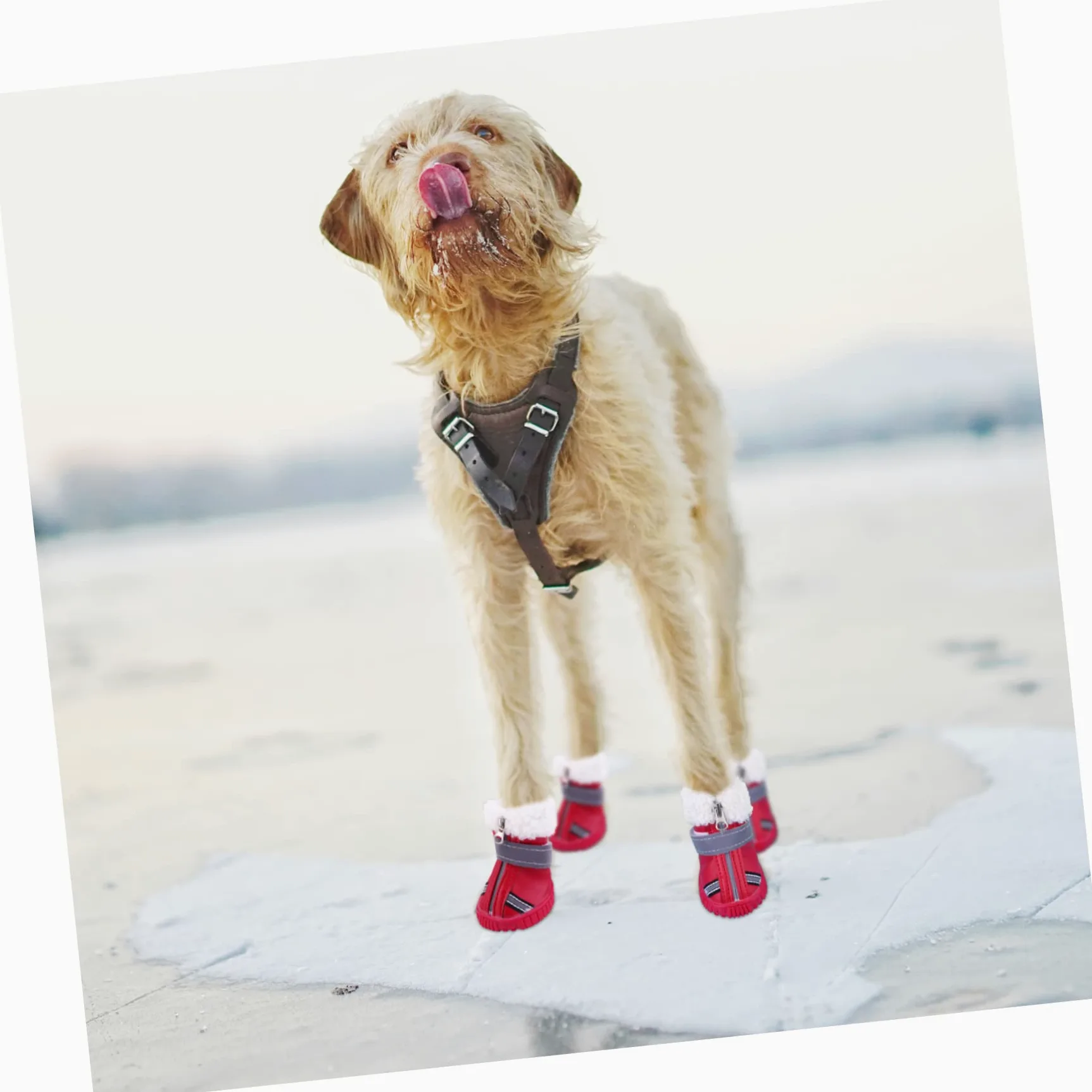 POPETPOP 12 Pièces Chaussures De Chien Automne Hiver Bottes Raquettes à Neige pour Petits Chiens Protecteur De Pattes d'animaux De Noël Automne Et Hiver Coton Chaussures Courtes