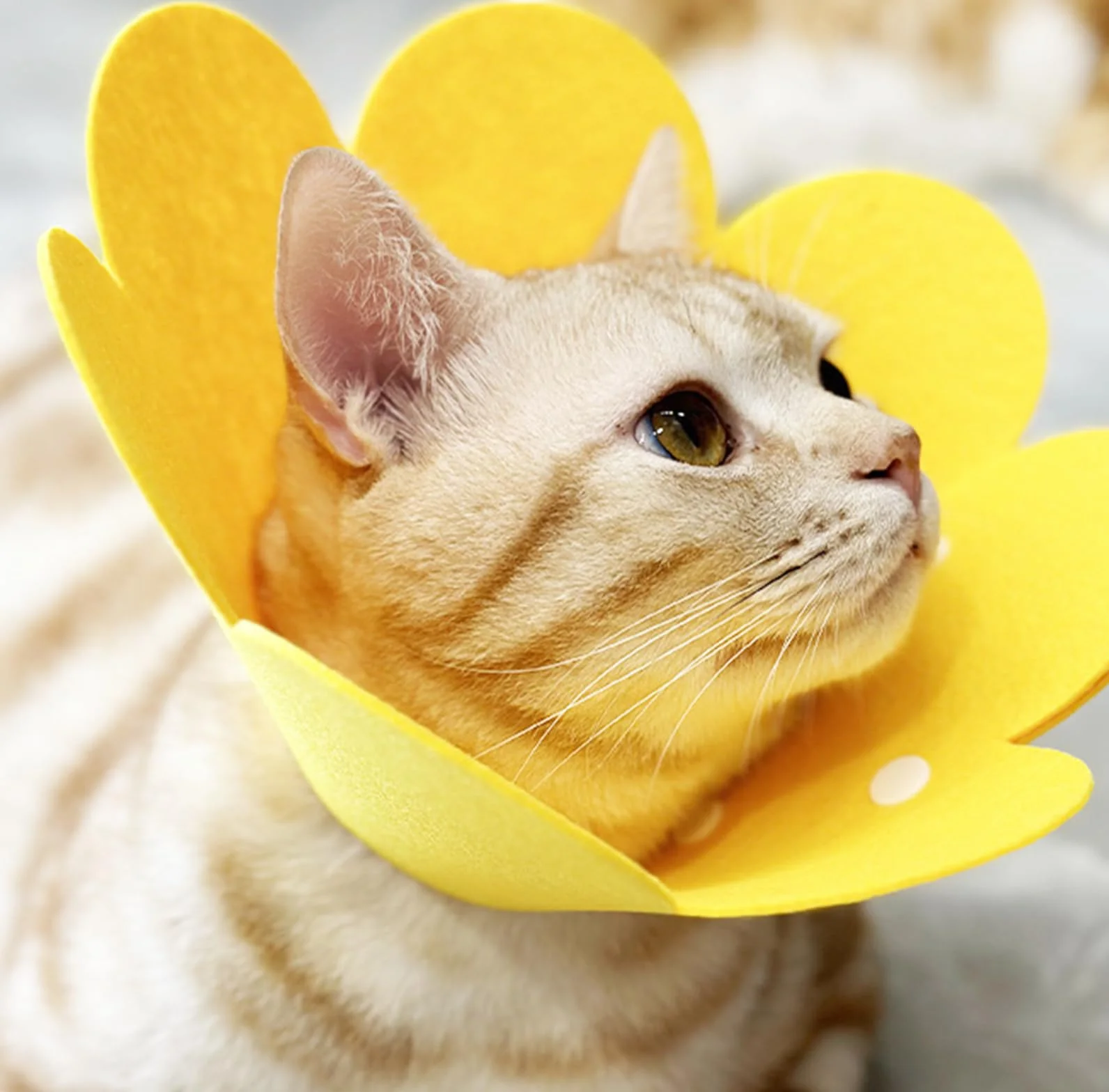 Colliers de protection pour chat anti-morsure Lot de 3 Taille M rose jaune orange
