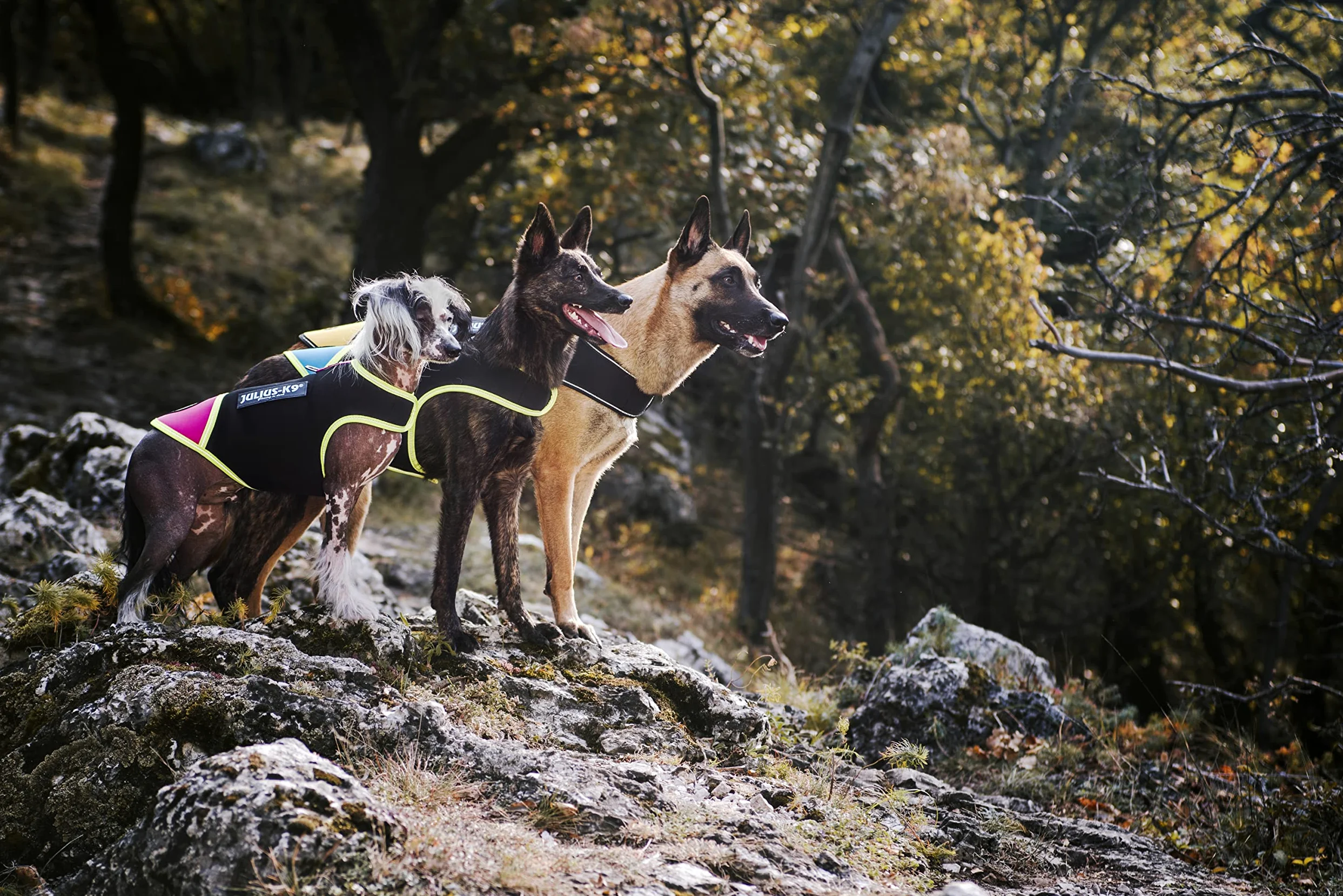 JULIUS K-9 Manteau IDC en néoprène pour chiens, Taille: M, Jaune
