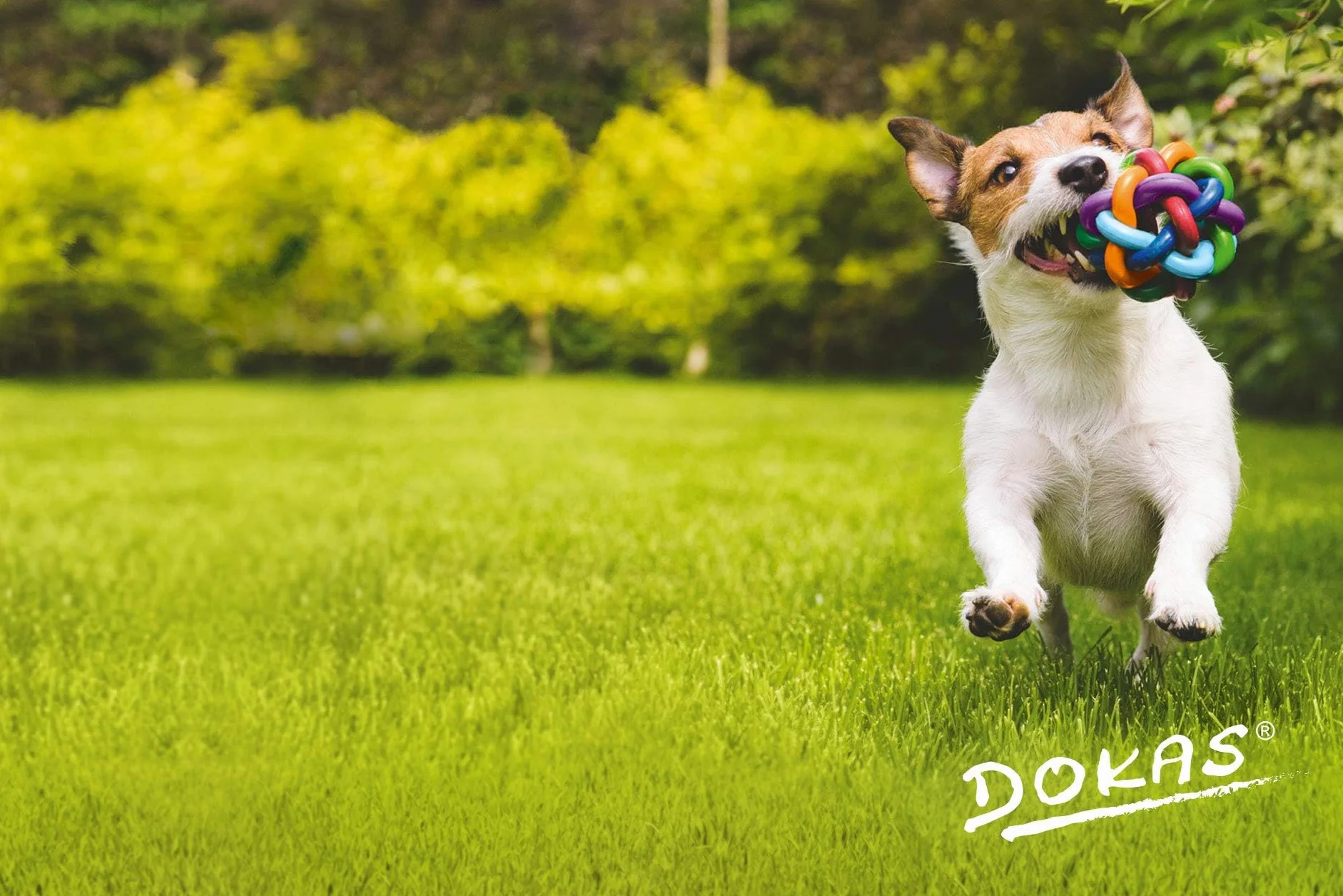 Dokas Dog Bâton à Mâcher avec Poulet 3 x 315 g Complément Alimentaire pour Chiens