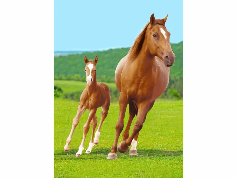 Couverture Polaire Chevaux 100 x 140 cm