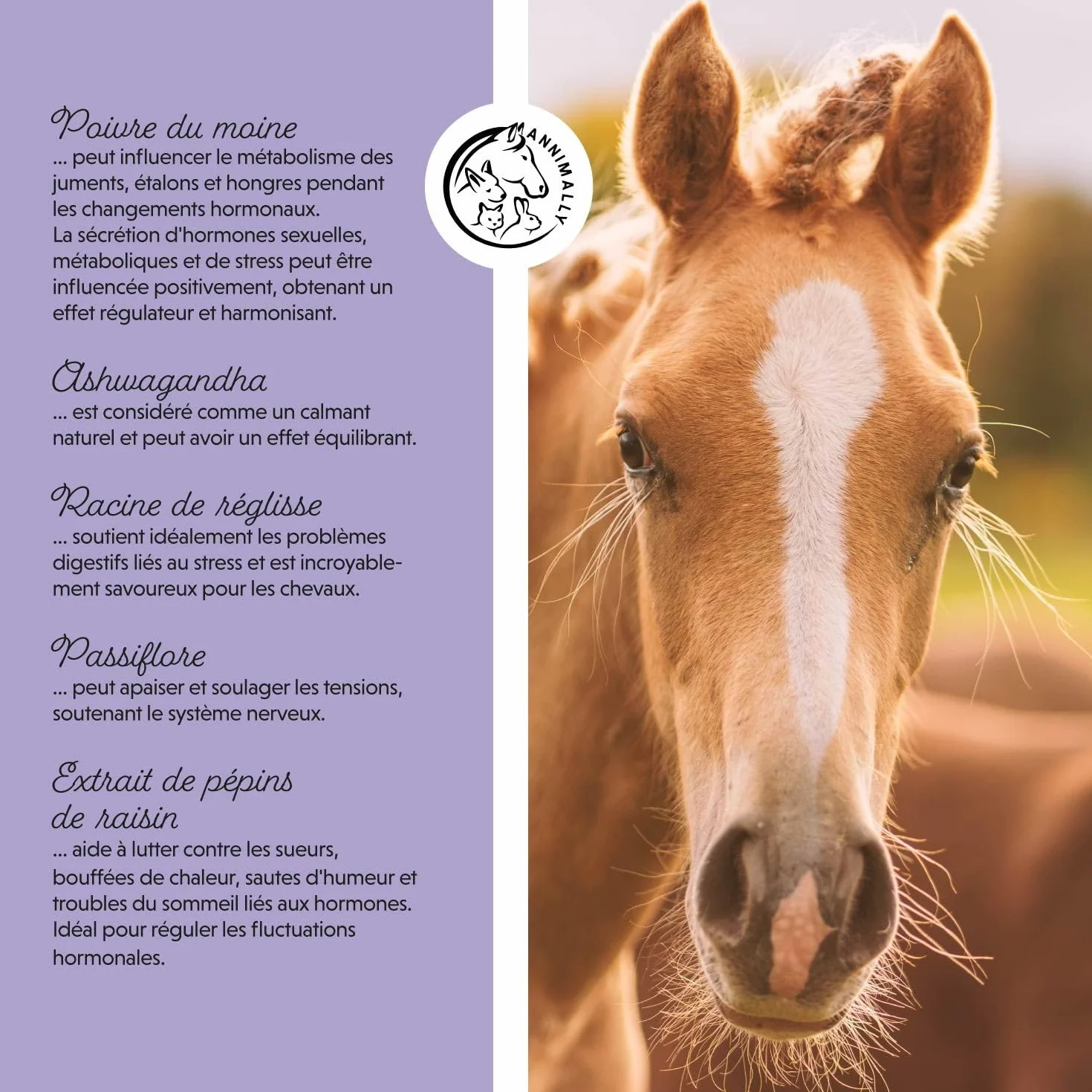 Annimally Liquide de Gattilier pour Chevaux 1000ml Ashwagandha Magnésium Racine de Réglisse