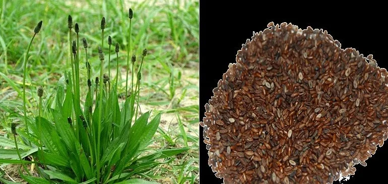 Graines de Plantain Lancéolé, Plantago Lanceolata 5g