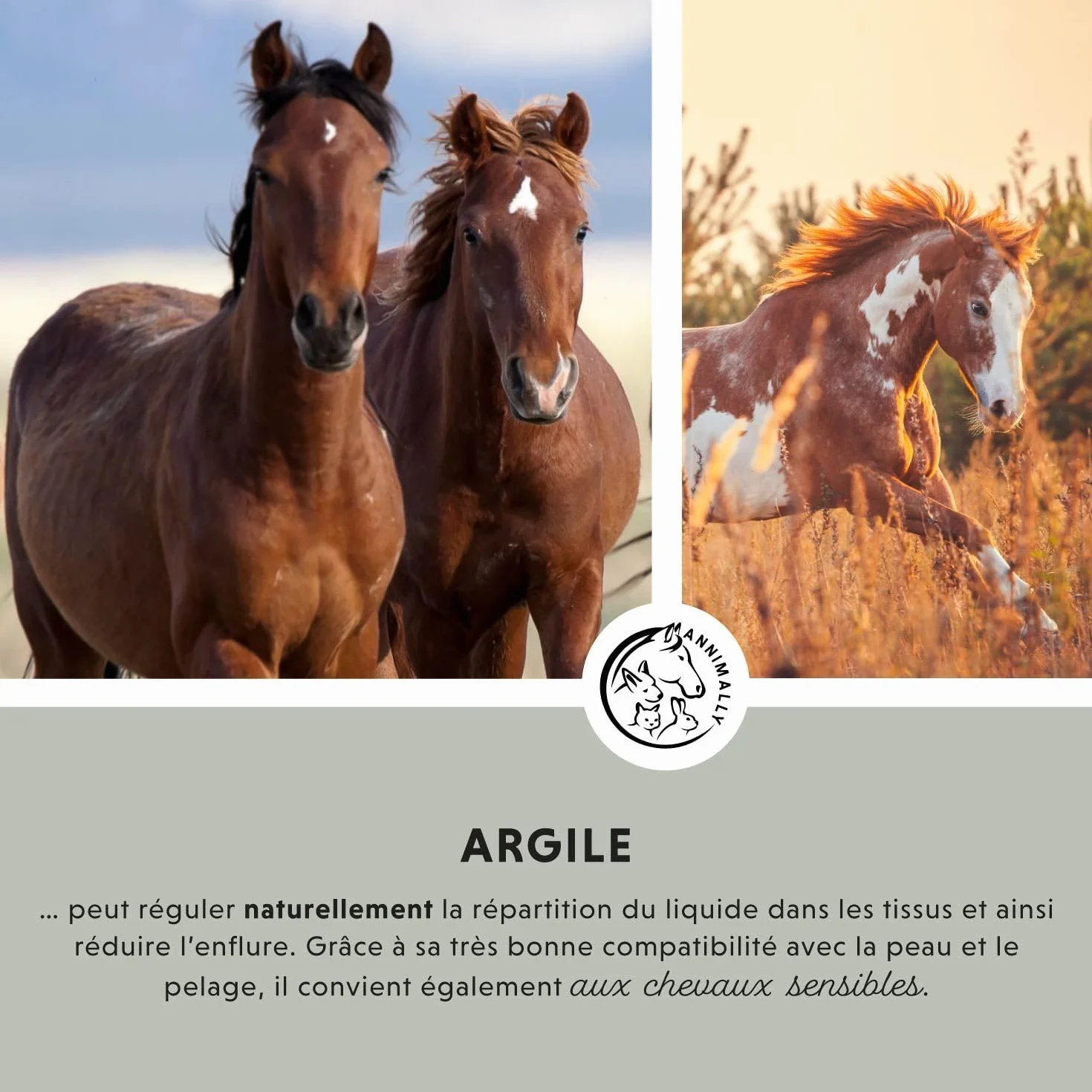 Argile pour Chevaux 2 kg - Pâte d'argile avec extraits de Plantes pour détente et soulagement des Muscles