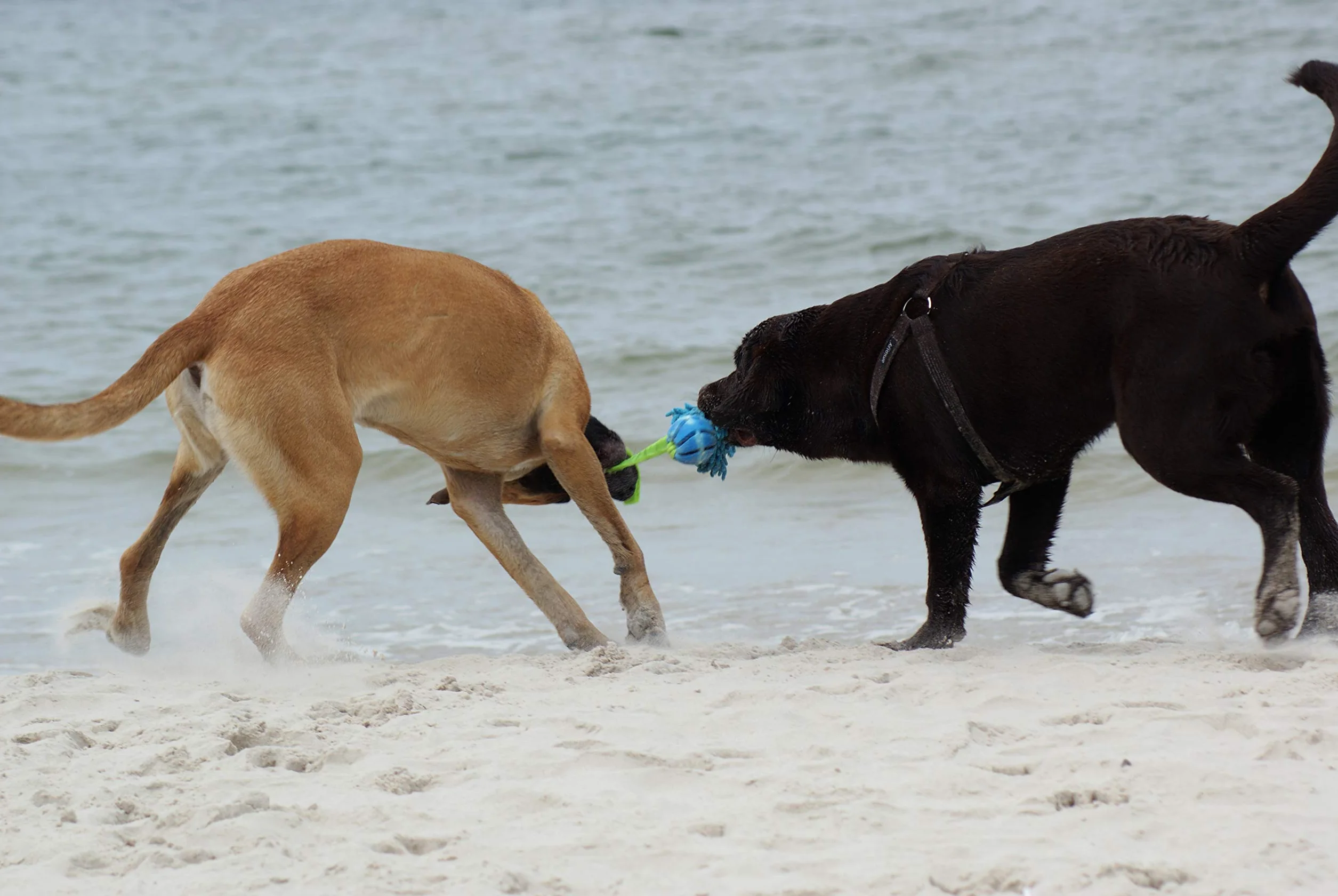 Dingo Jouet de Tug Flottant avec Balle Aromatisée Poignée Bungee Microfibre Bleu