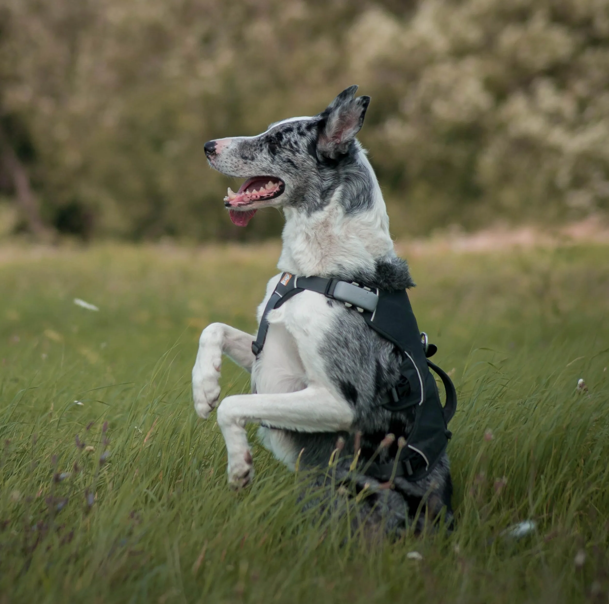 Traceur GPS Pet Plus sans Abonnement, Chien & Chat, géofence | Suivi d'activité et Roaming Gratuit, Etanche