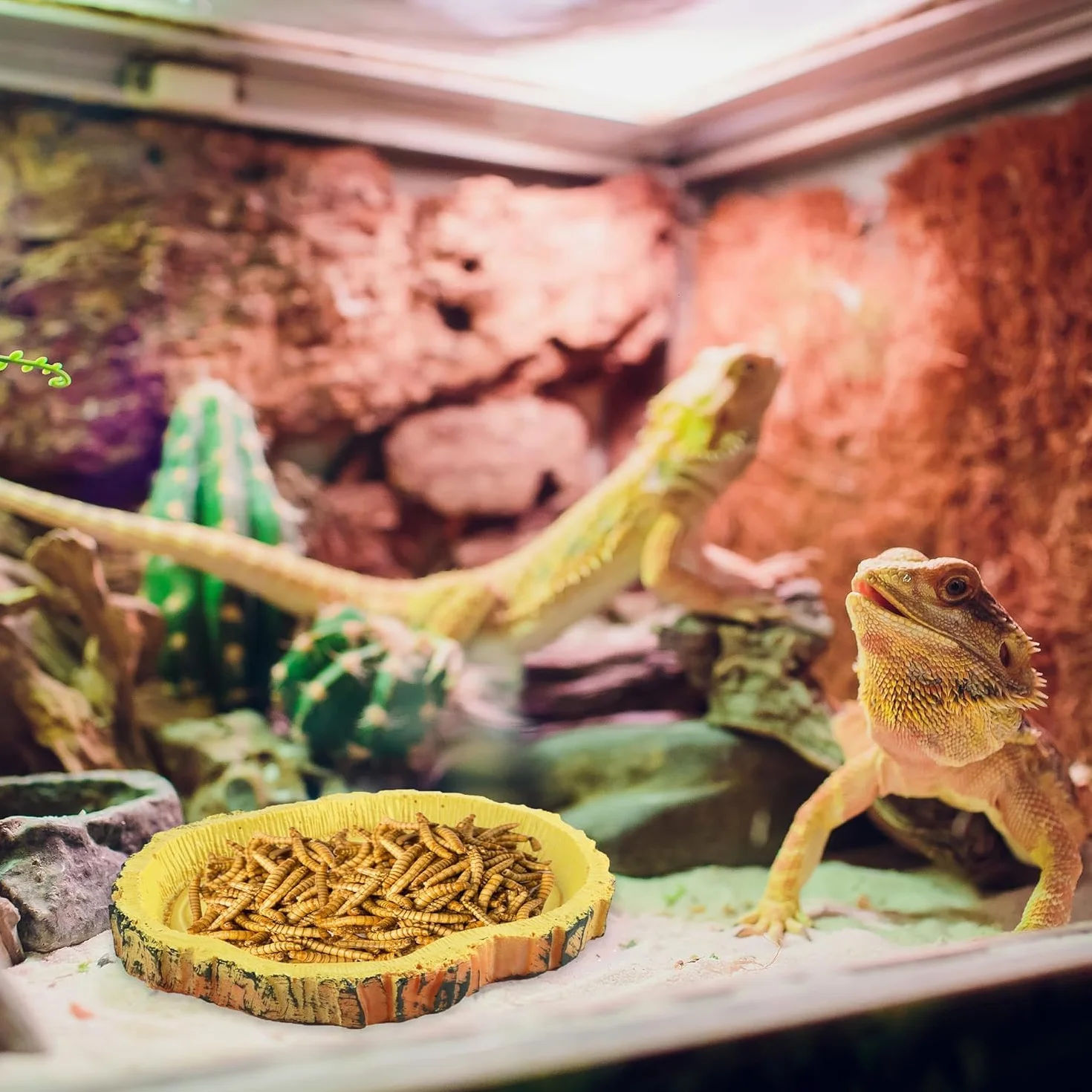 Gamelle Tortue Terrestre Bols à Eau pour Reptiles Abreuvoir 2 Pièces