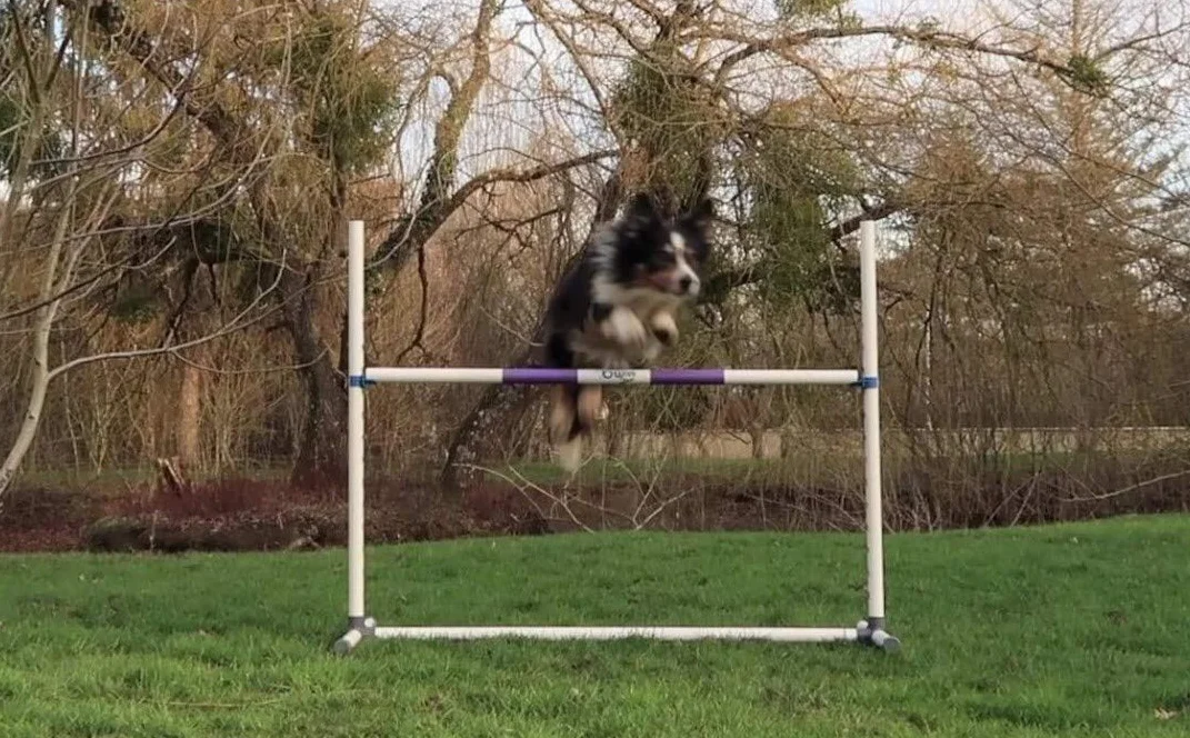Agility Run Haie d'Entraînement en PVC pour Chien