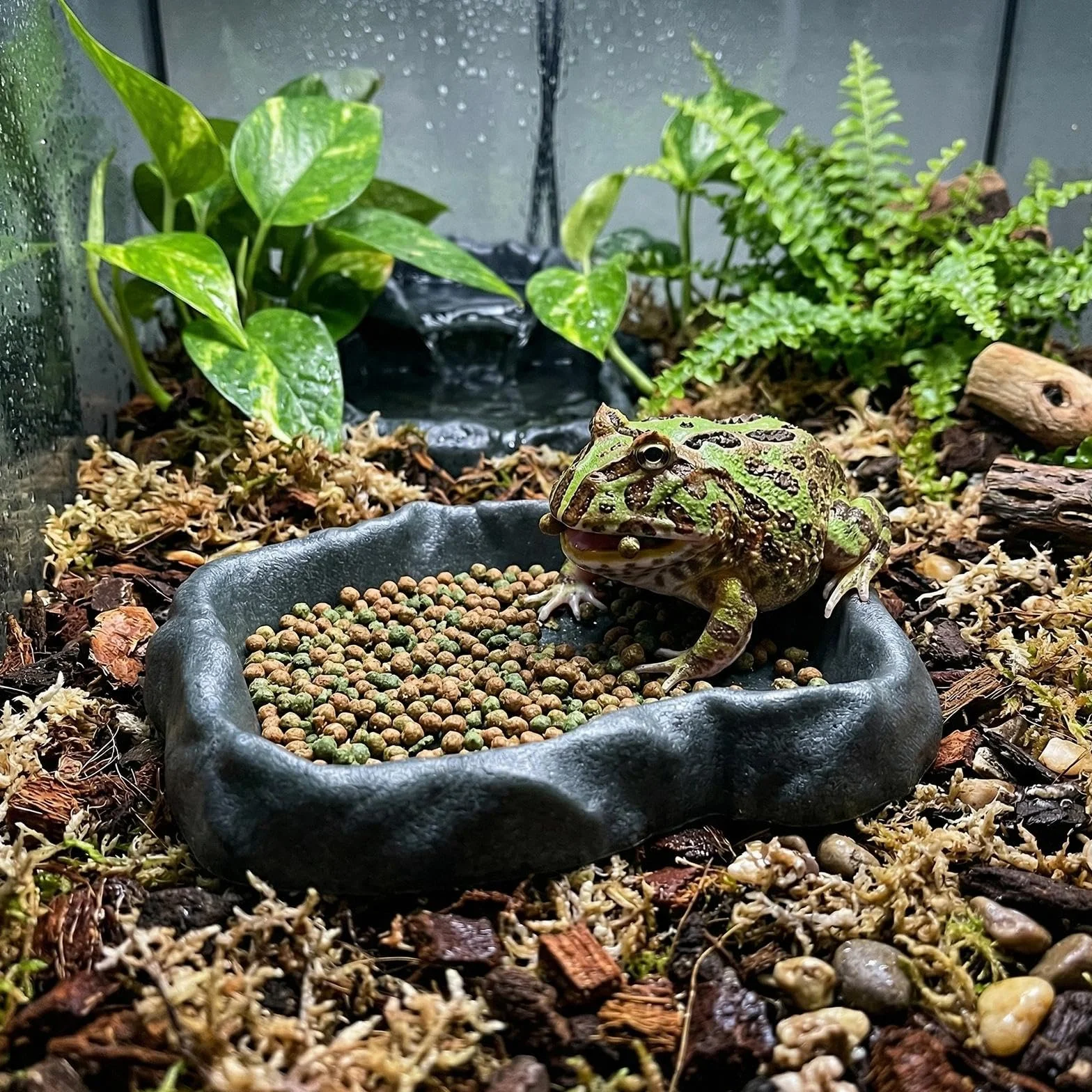 Abreuvoir Tortue Terrestre, Gamelle Eau/Nourriture Plastique 2 Pièces pour Terrarium Reptile