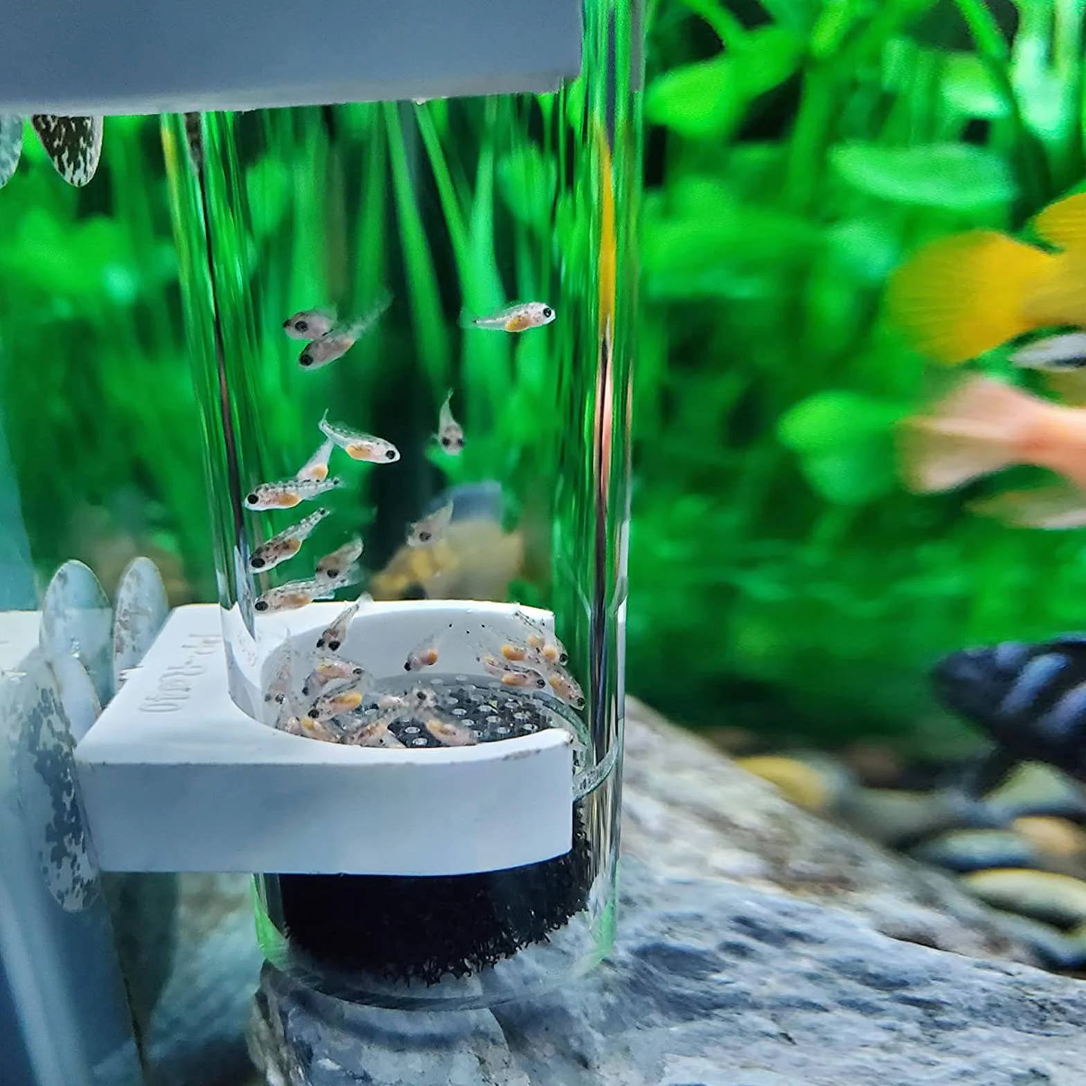 WEAVERBIRD Cichliden Incubateur pour aquarium 40 mm