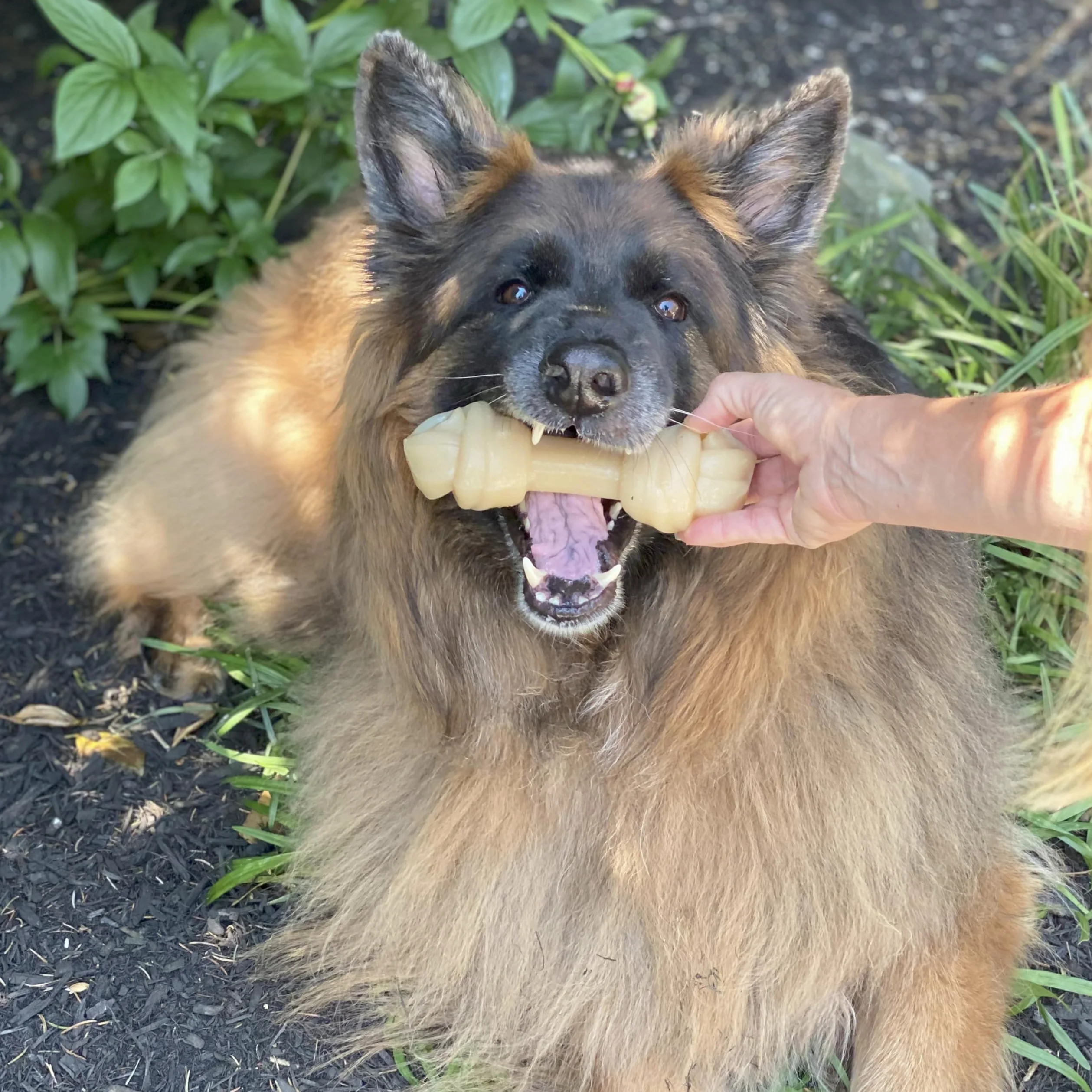 Nylabone Gros Jouet Os à mâcher pour Gros Chiens, Durable