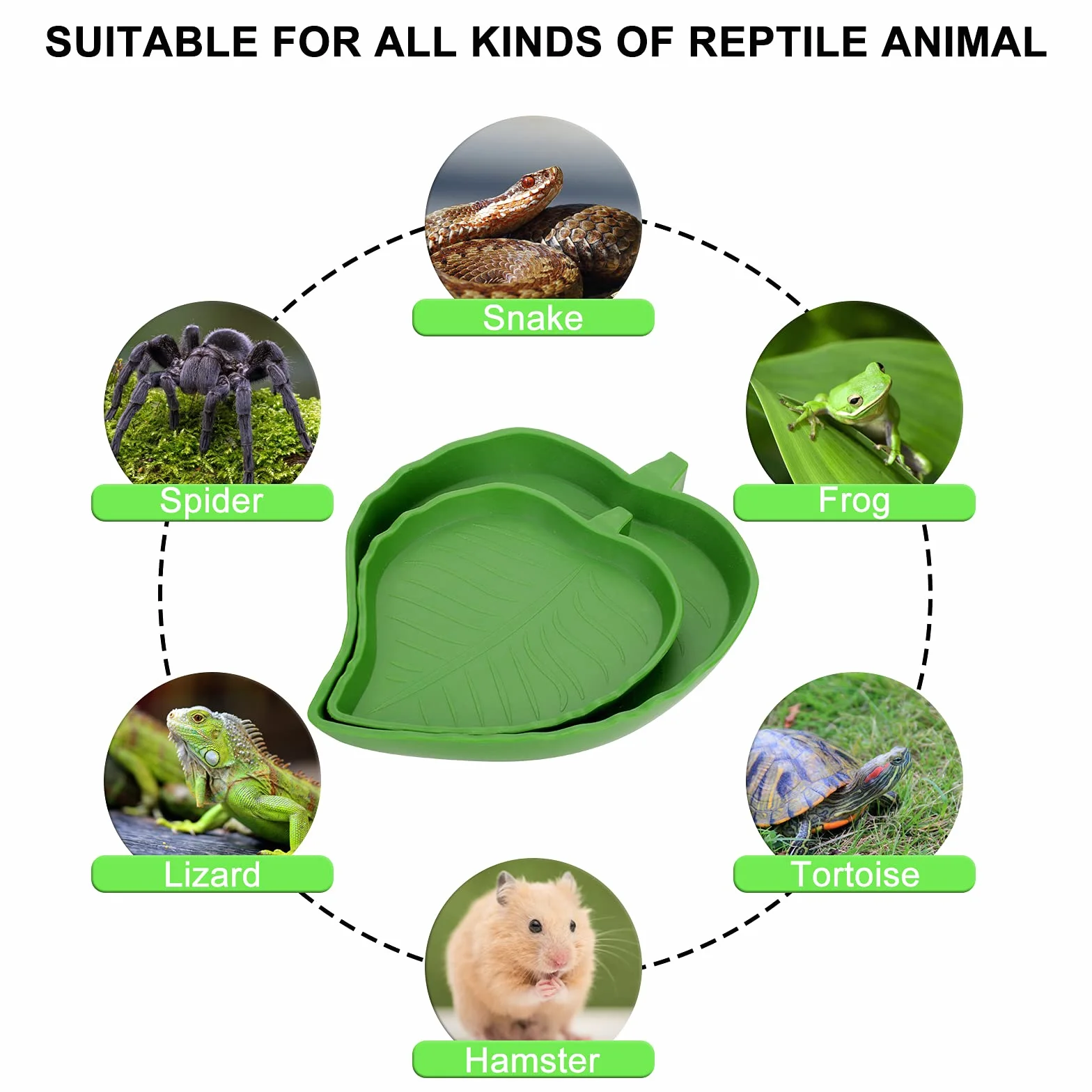 Molain Lot de 2 bols plats pour nourriture et tortue - 2 tailles