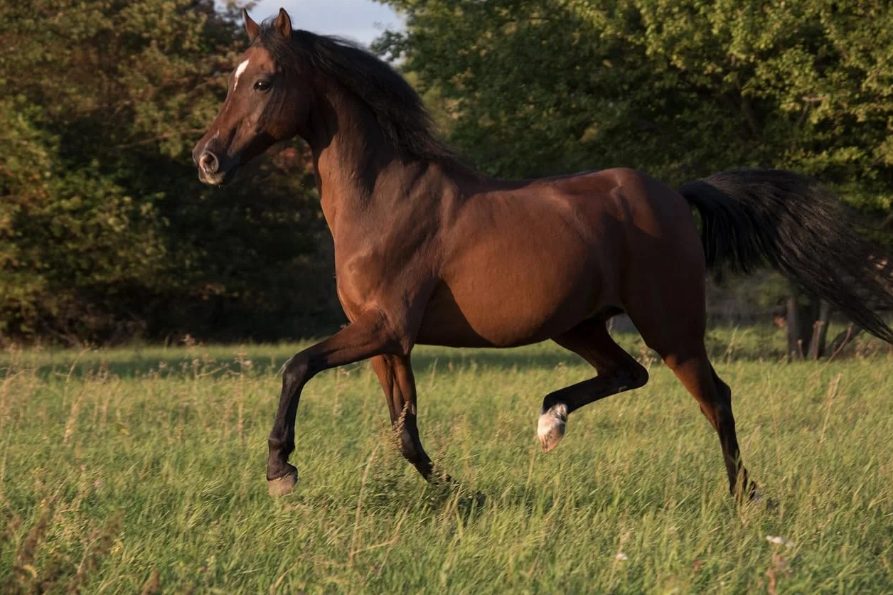 Scheidler Bidon 3 litres Huile Germe de Riz pour Chevaux Développement Musculaire