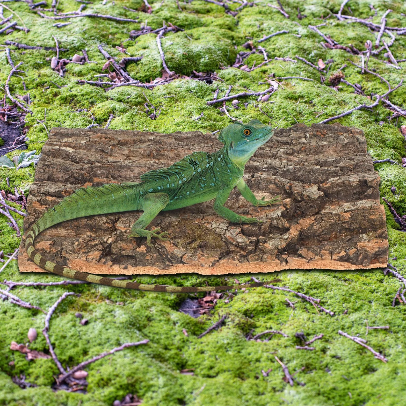 TOYANDONA Lot de 2 fonds en écorce de liège naturel pour reptile – Décoration de terrarium